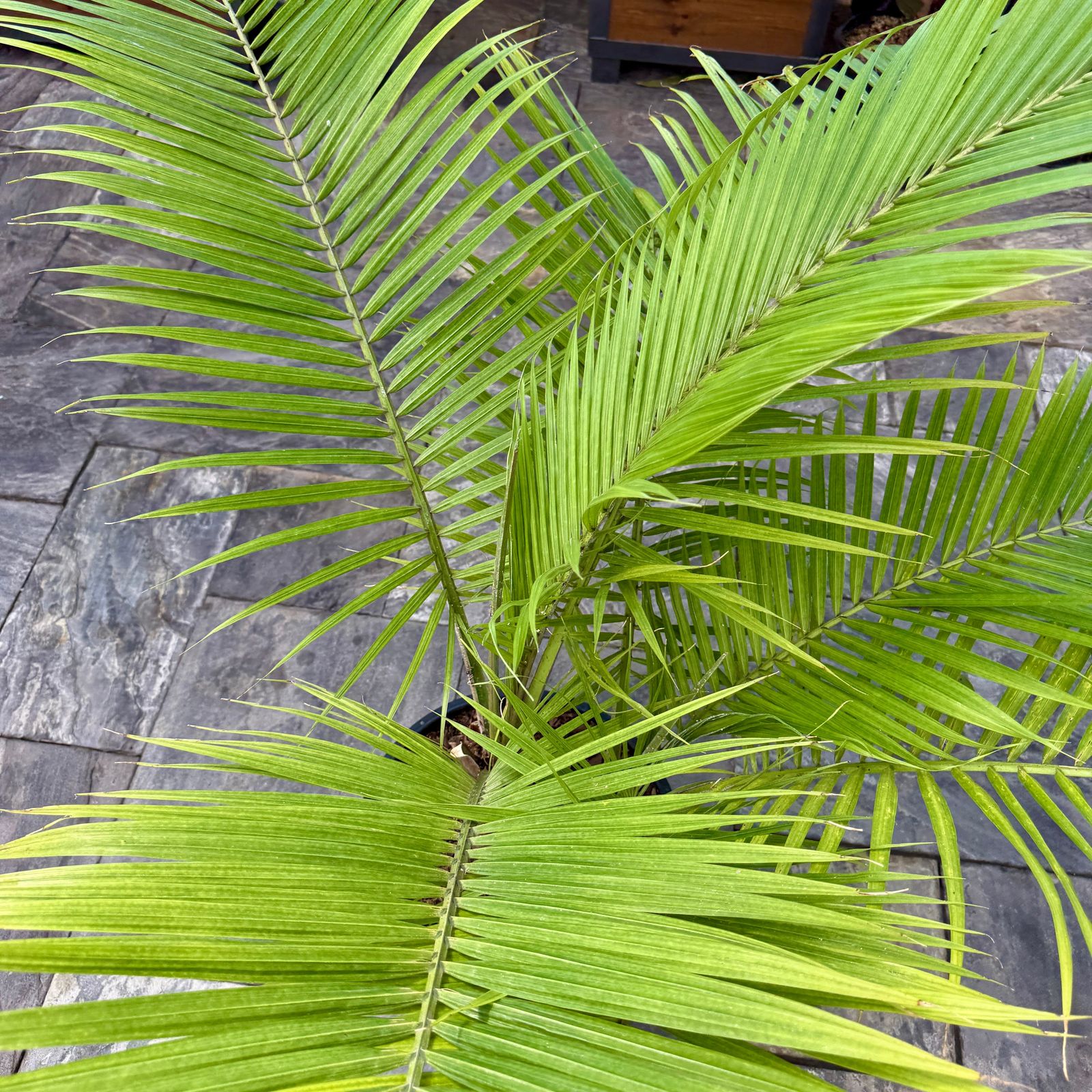 Majesty Palm (Ravenea rivularis) - 14" Pot