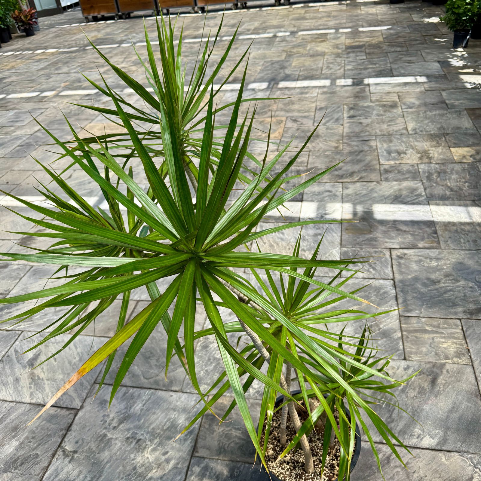 Dracaena 'Staggered' (Dracaena marginata 'Staggered') - 14" Pot