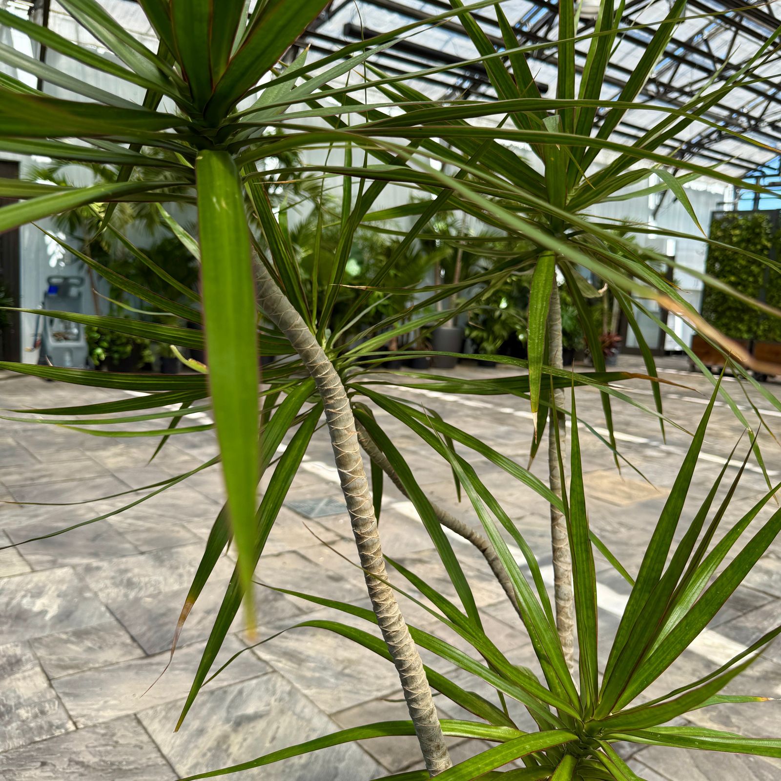 Dracaena 'Staggered' (Dracaena marginata 'Staggered') - 14" Pot