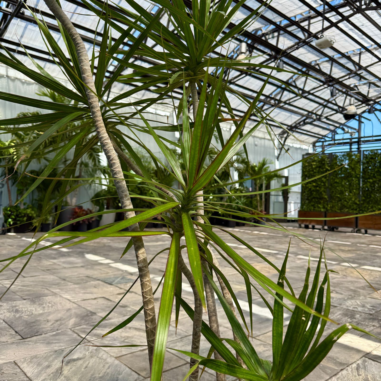 Dracaena 'Staggered' (Dracaena marginata 'Staggered') - 14" Pot