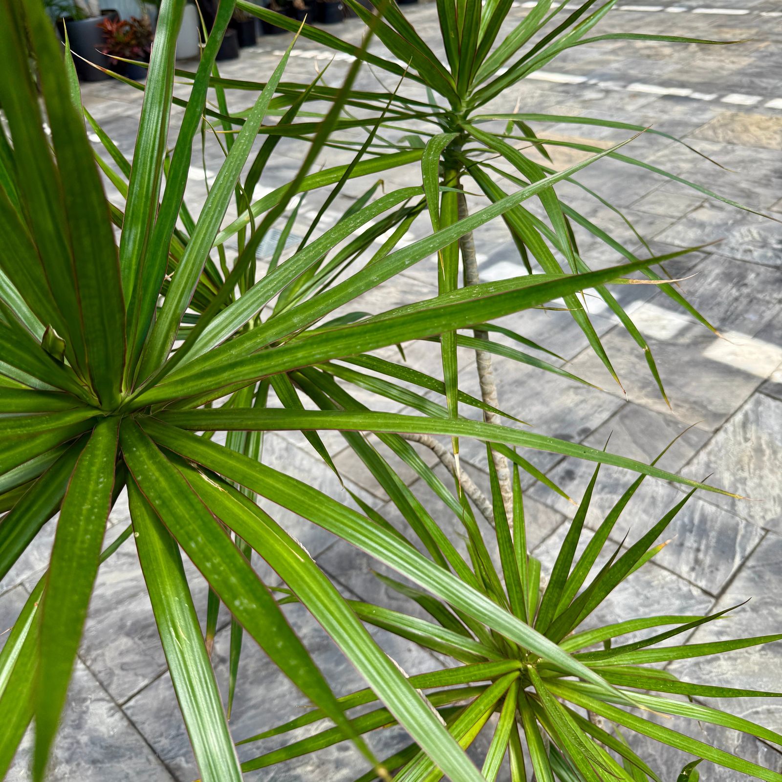 Dracaena 'Staggered' (Dracaena marginata 'Staggered') - 14" Pot