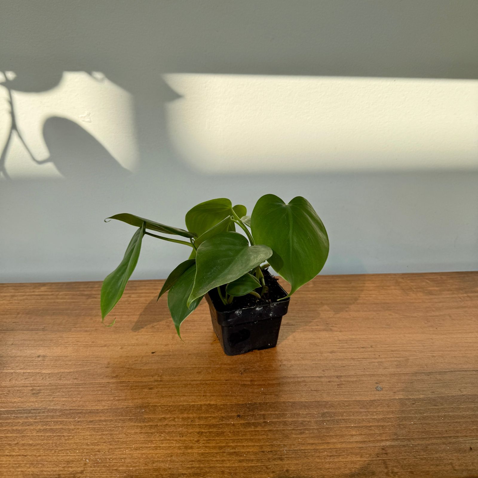 Heart-Leaf Philodendron (Philodendron cordatum) - 3" Pot