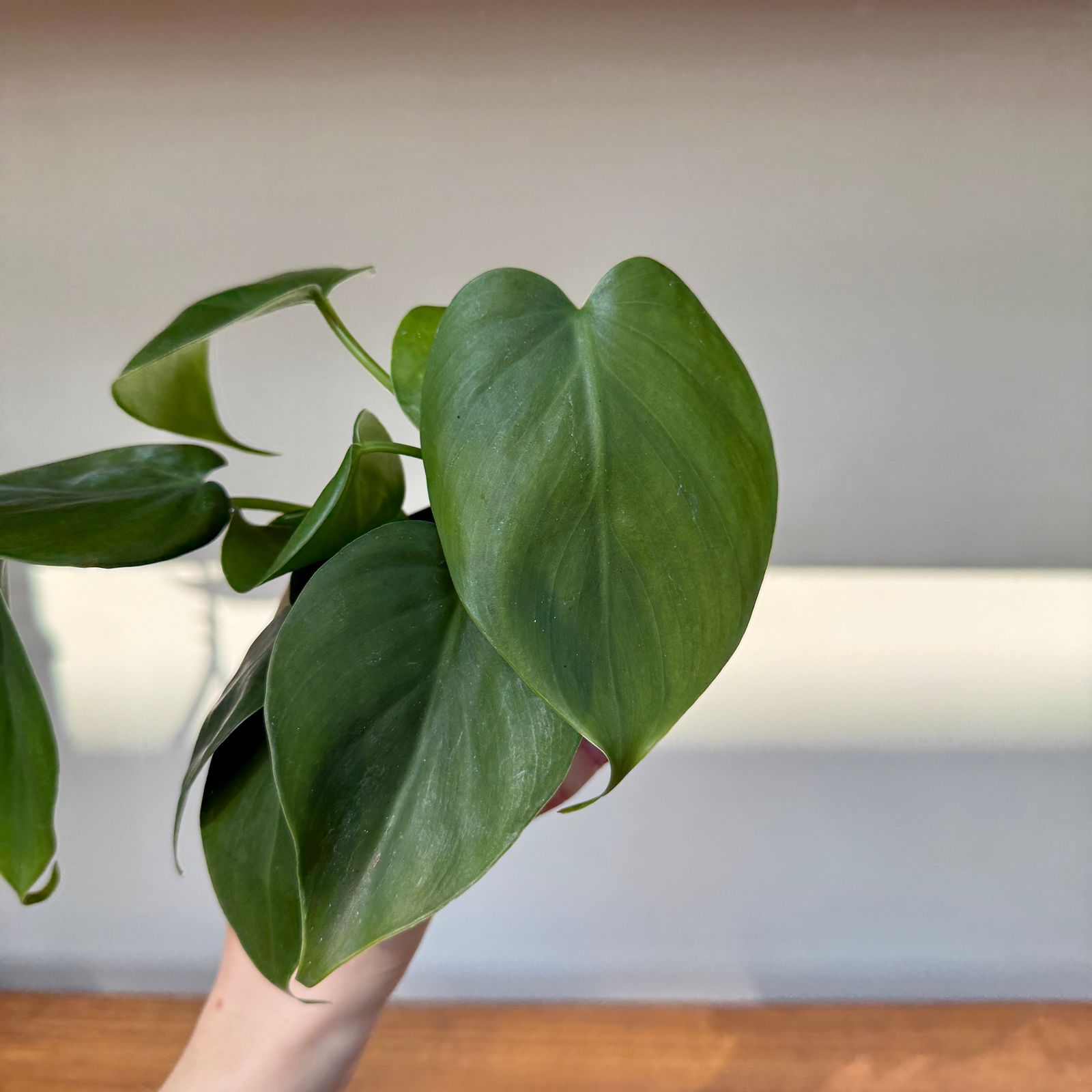Heart-Leaf Philodendron (Philodendron cordatum) - 3" Pot