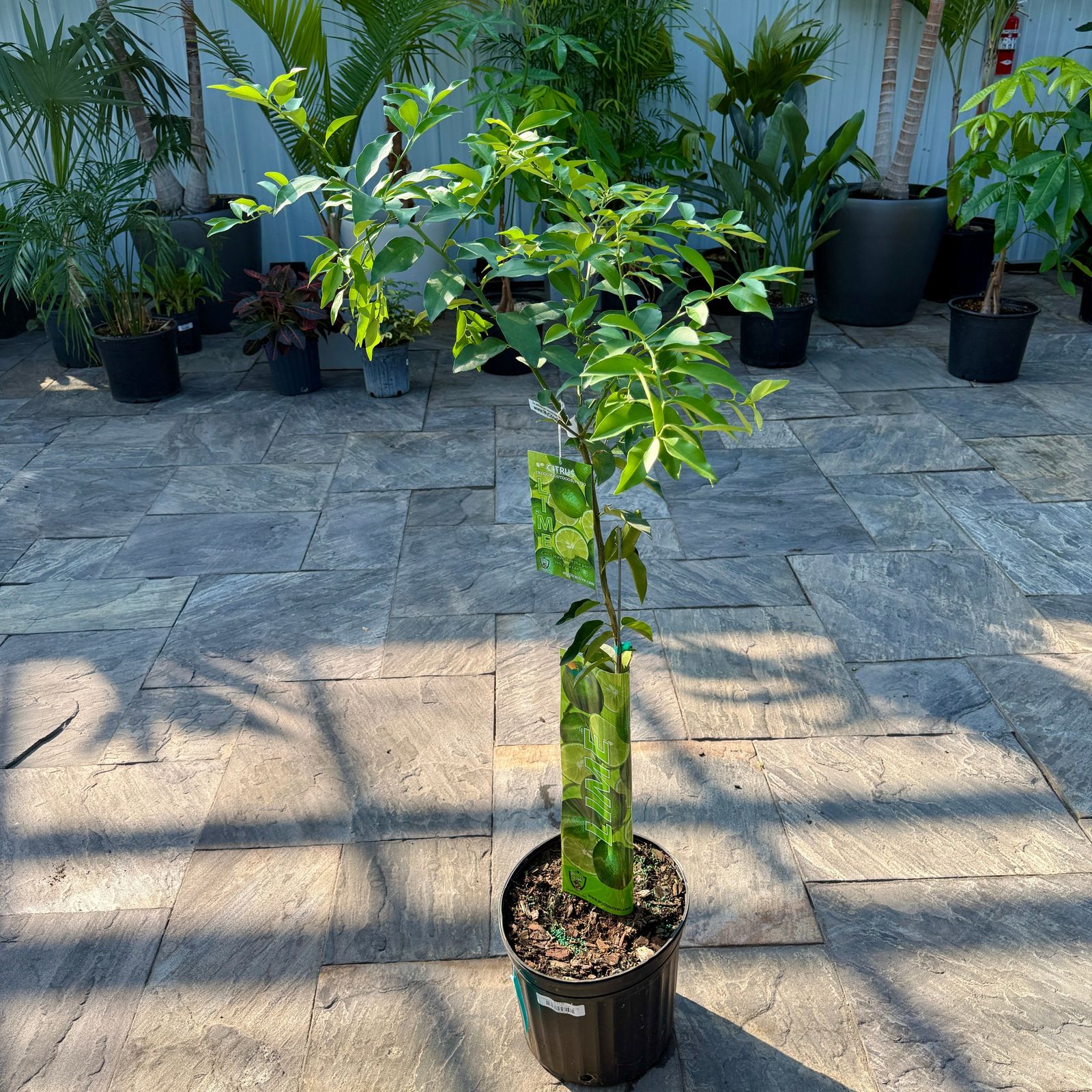 Citrus aurantiifolia (Key Lime) - 5g Pot