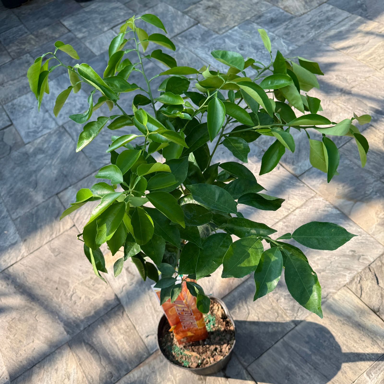 Citrus x tangelo 'Minneola' (Minneola Tangelo) - 5g Pot
