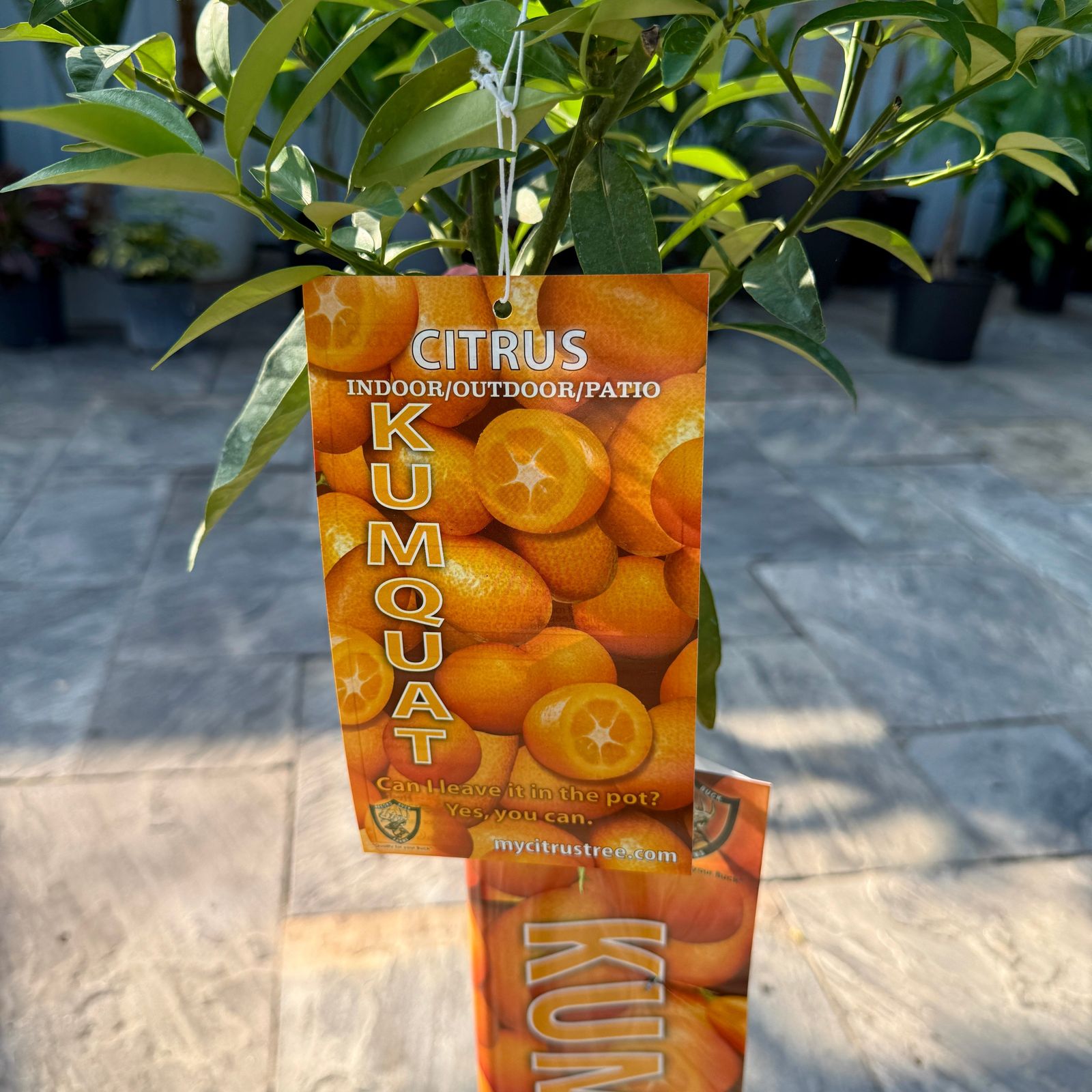 Citrus margarita (Nagami Long Kumquat) - 5g Pot
