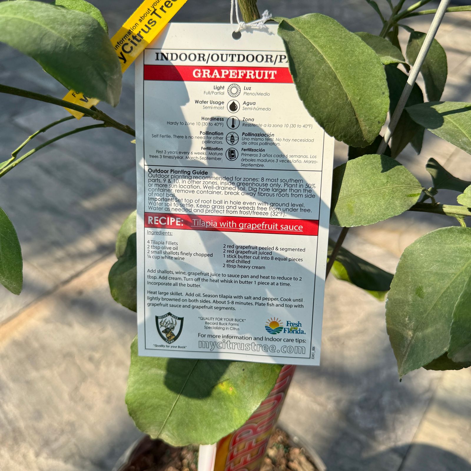 Citrus paradisi 'Ruby Ray' (Ruby Ray Grapefruit) - 5g Pot