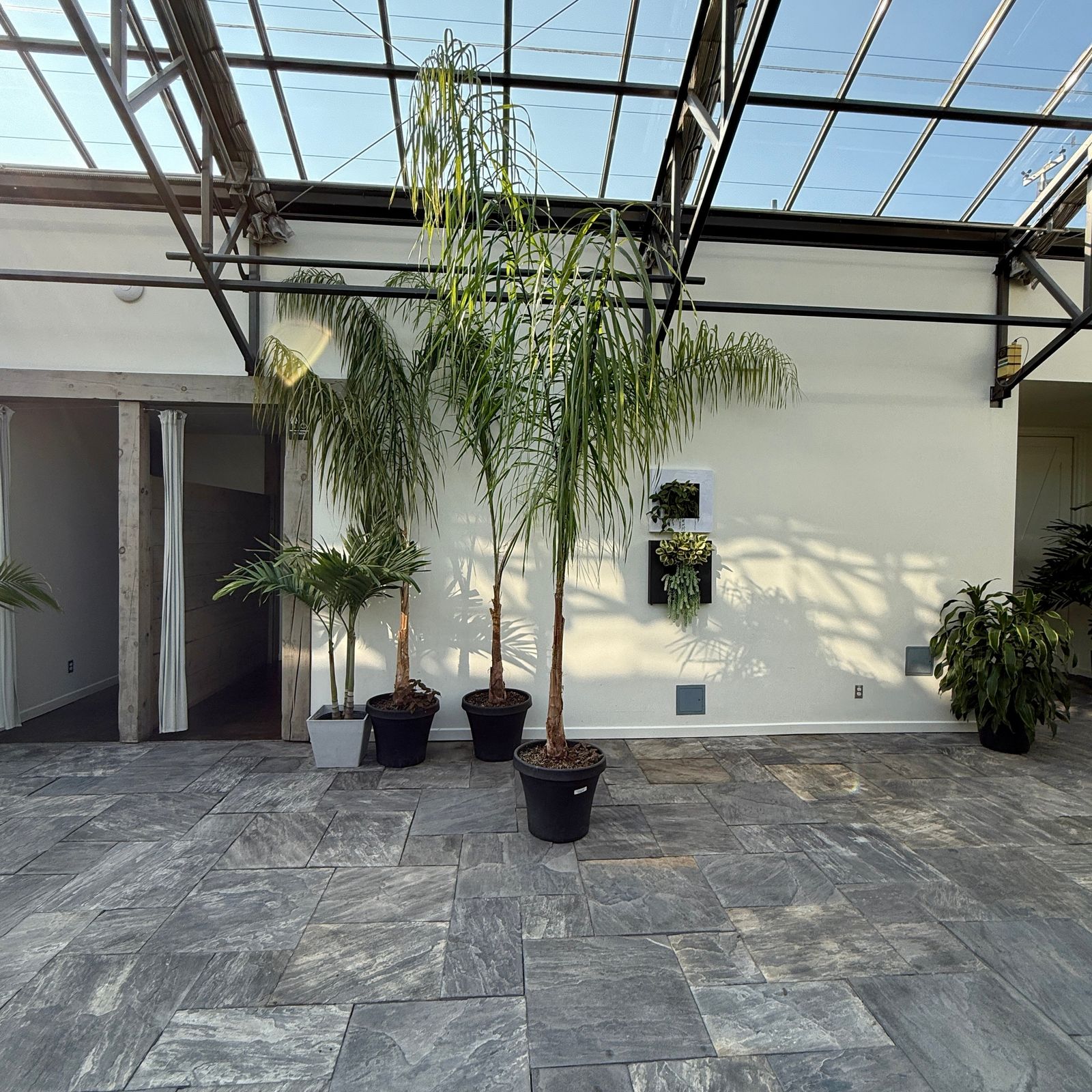 Queen Palm (Arecastrum romanzoffianum) - 20" Pot