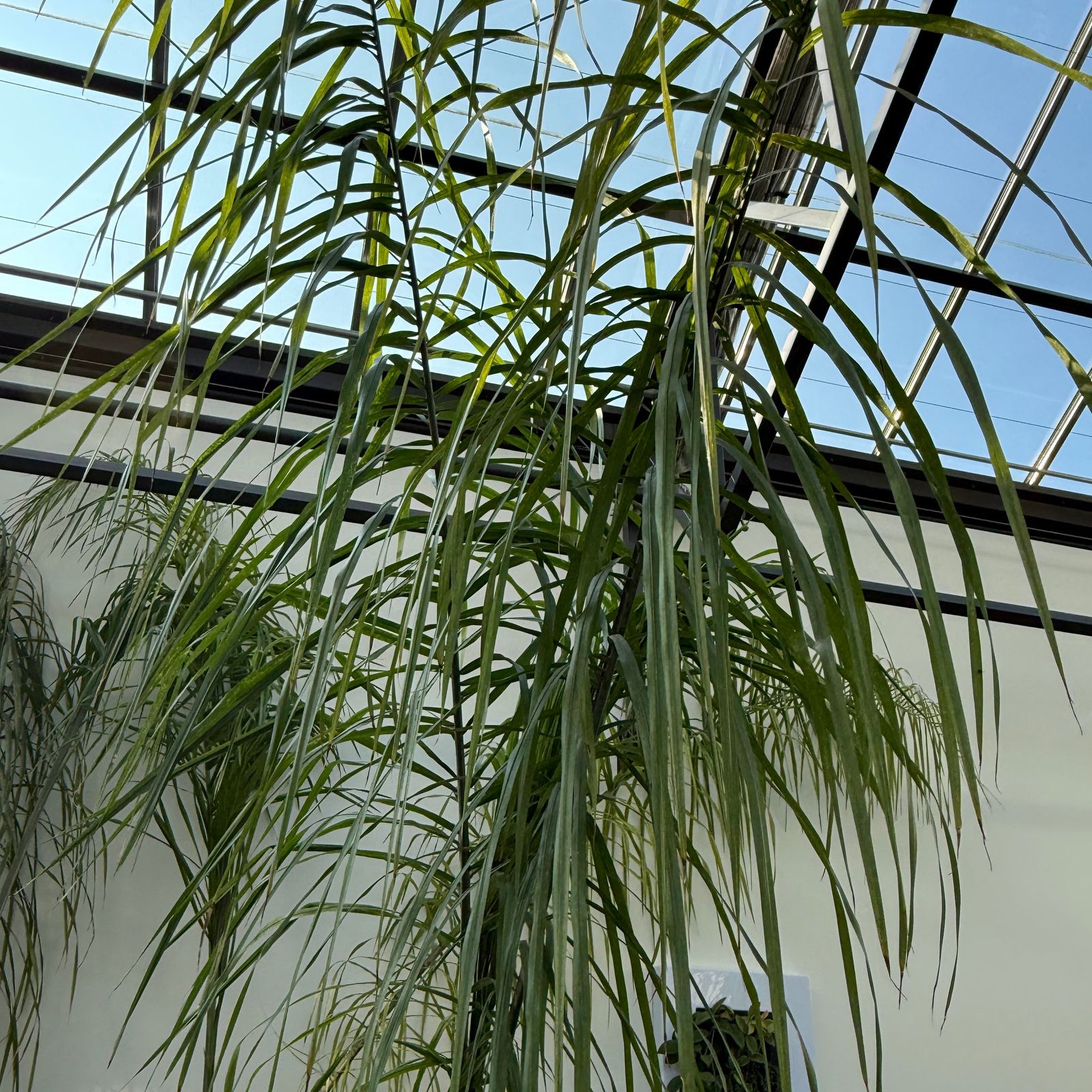 Queen Palm (Arecastrum romanzoffianum) - 20" Pot
