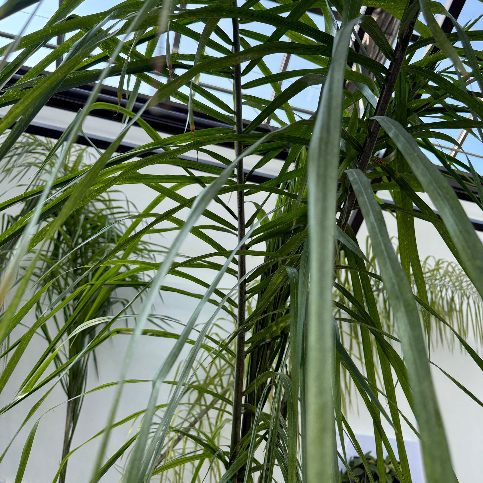 Queen Palm (Arecastrum romanzoffianum) - 20" Pot