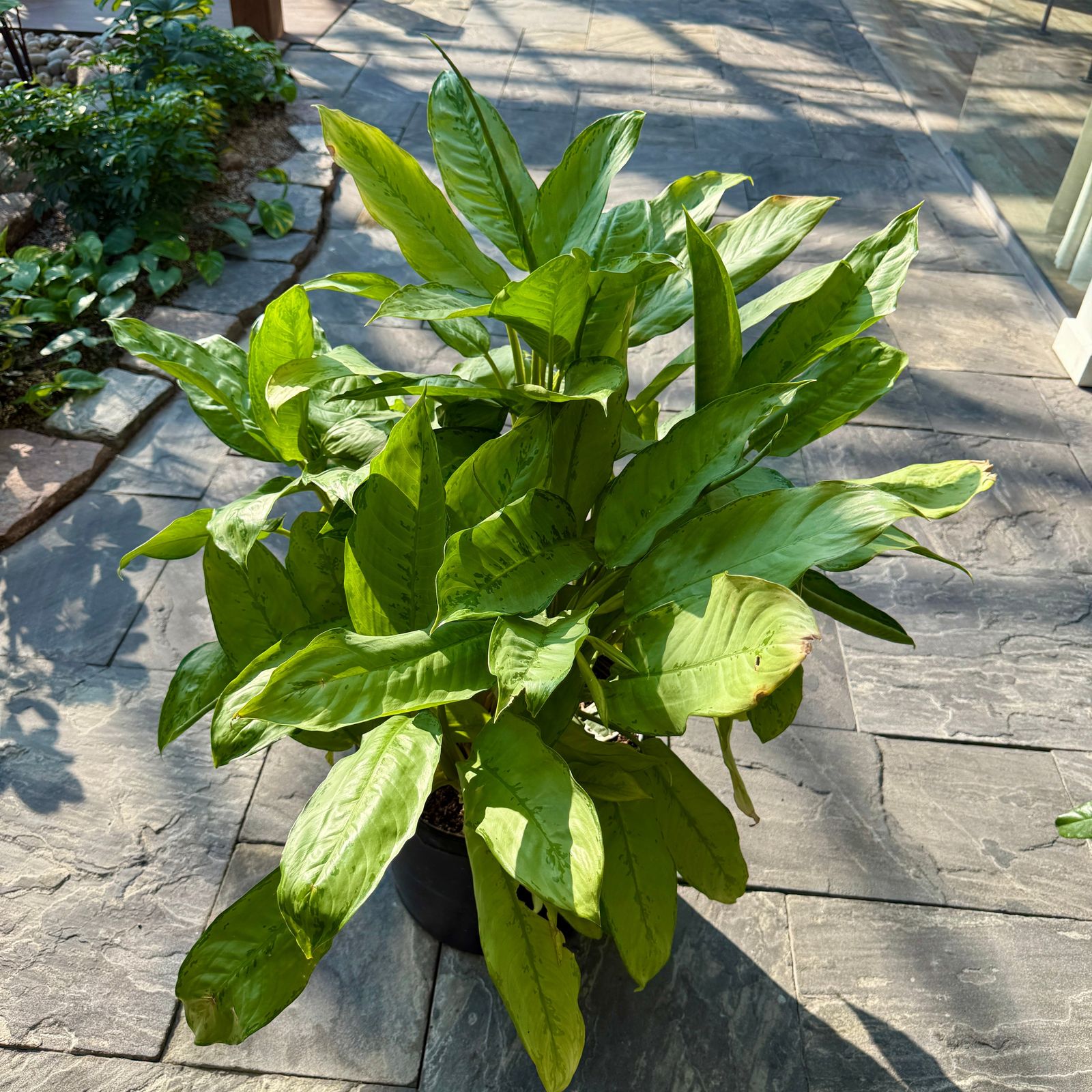 Chinese Evergreen 'Silver Bay' (Aglaonema 'Silver Bay') - 14" Pot