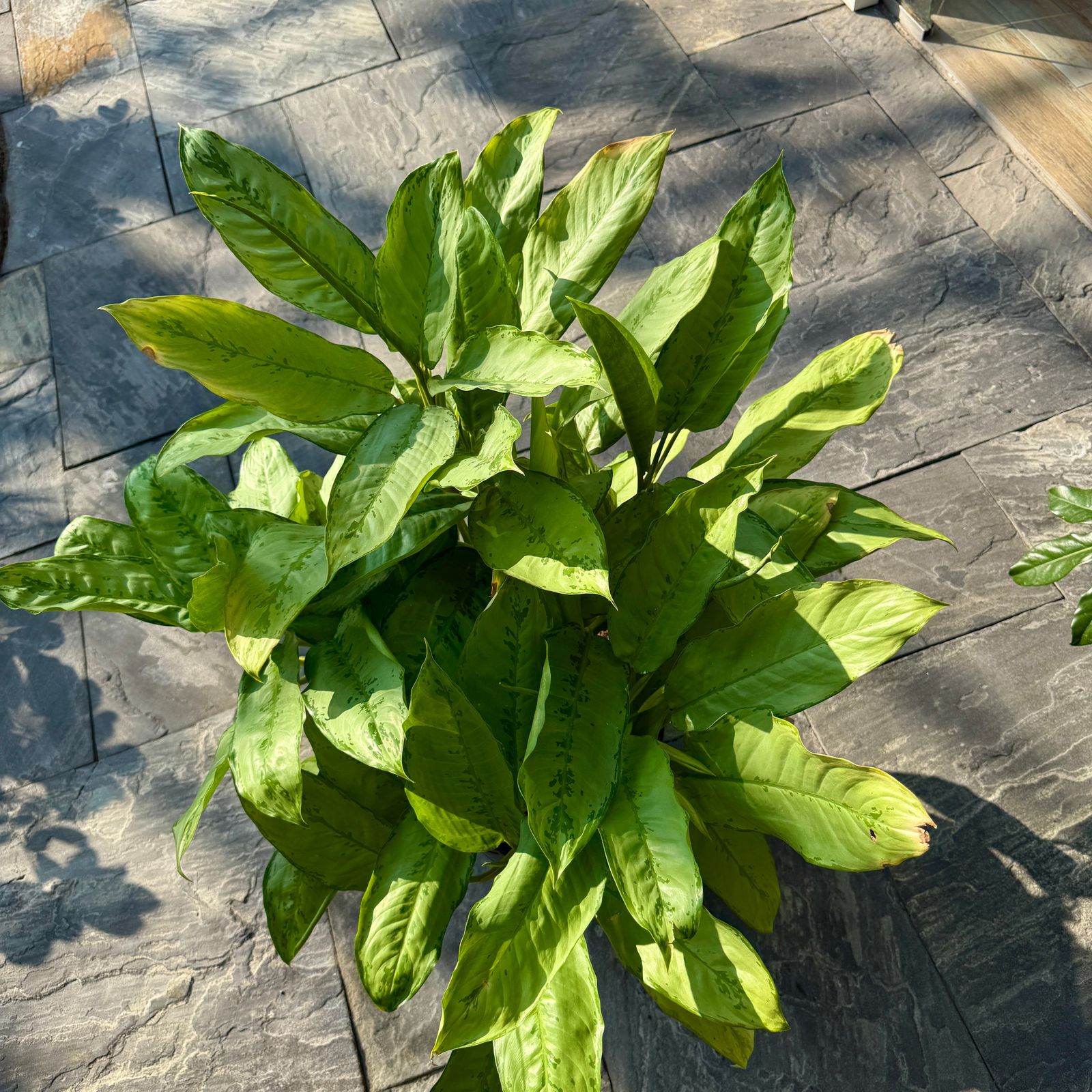 Chinese Evergreen 'Silver Bay' (Aglaonema 'Silver Bay') - 14" Pot