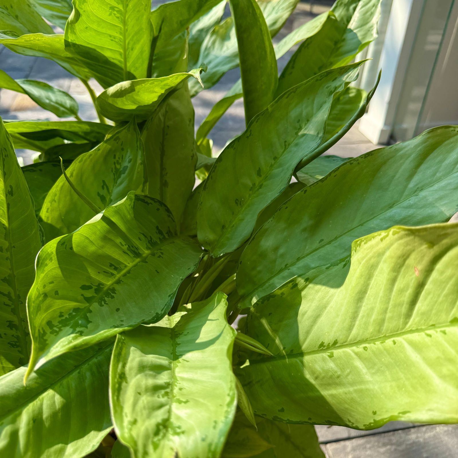 Chinese Evergreen 'Silver Bay' (Aglaonema 'Silver Bay') - 14" Pot