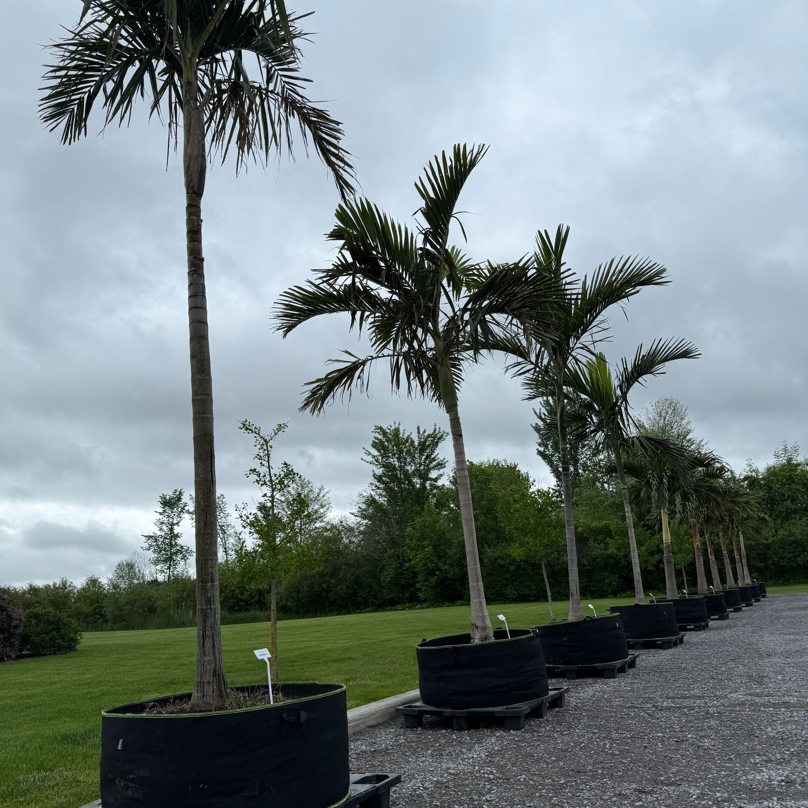 Alexander Palm (Ptychosperma elegans) - 14' BB - #1 Single