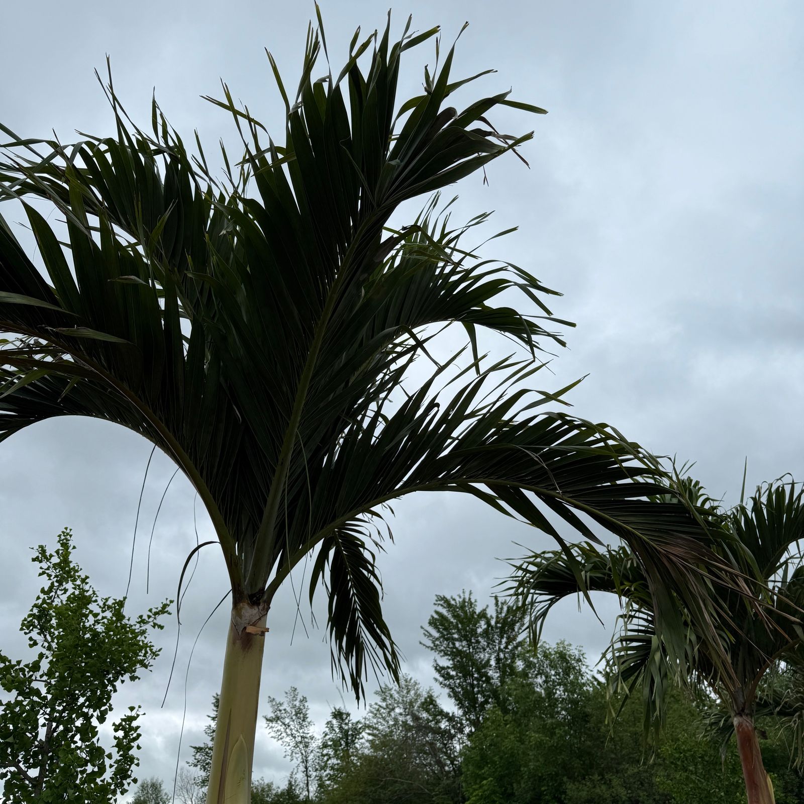 Christmas Palm (Adonidia merrillii) - 9' BB - FF Single