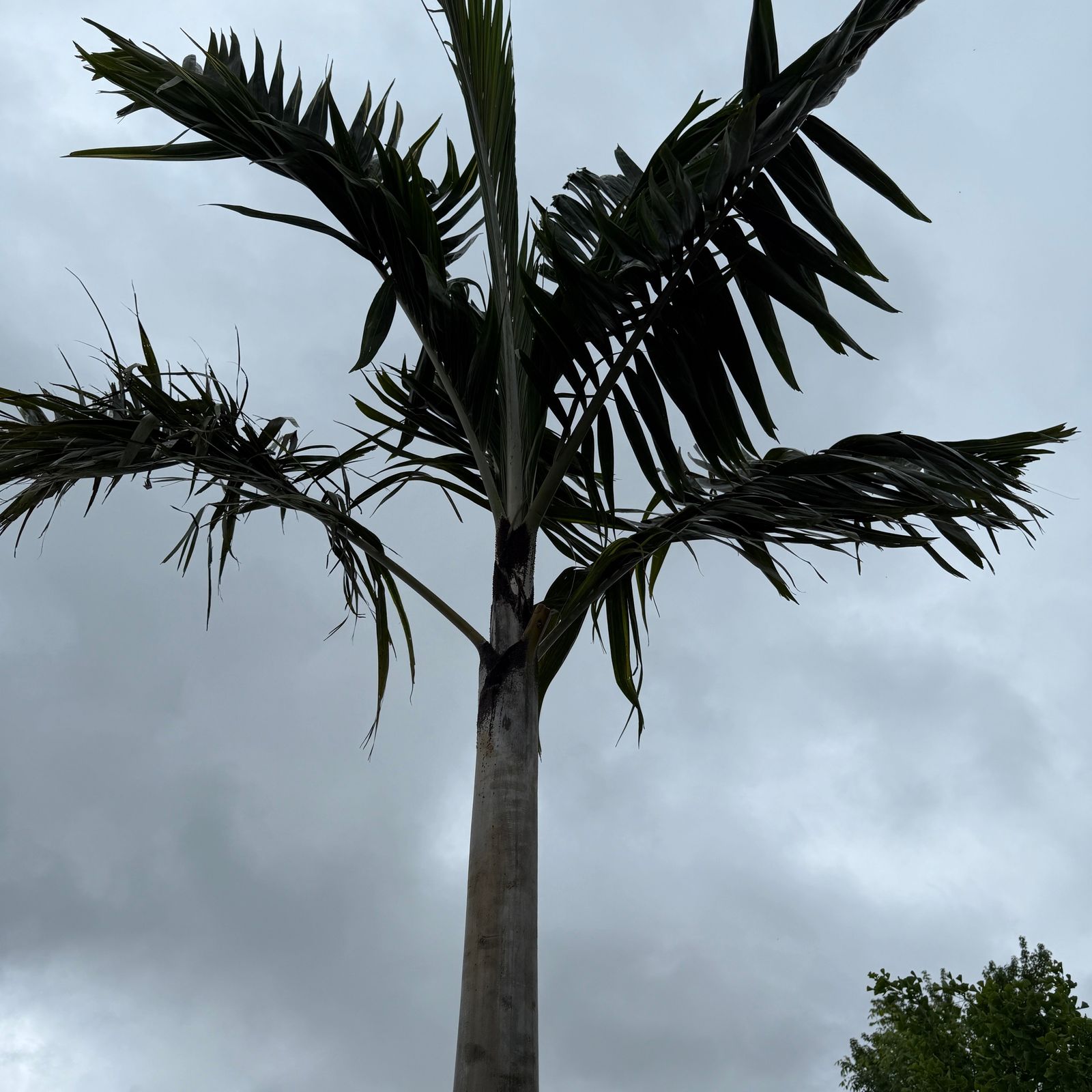 Montgomery Palm (Vechia Montgomeryana) - 14' BB - #1 Single