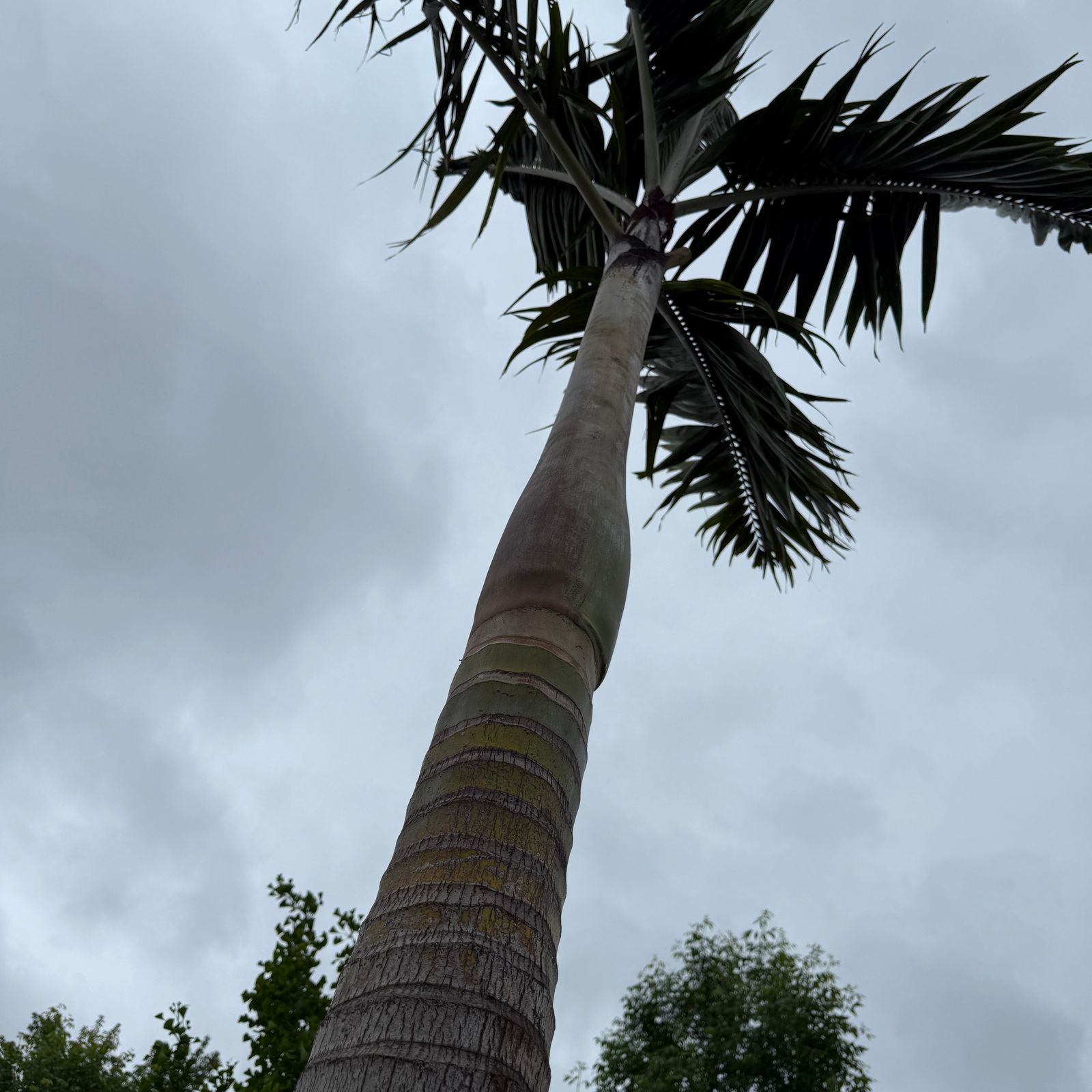 Montgomery Palm (Vechia Montgomeryana) - 14' BB - #1 Single