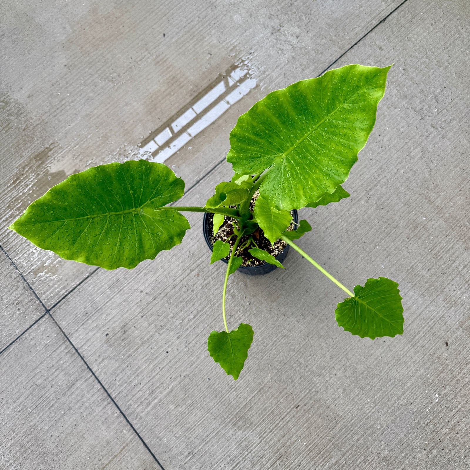 Alocasia 'California' (Alocasia gageana 'California') - 10" Pot