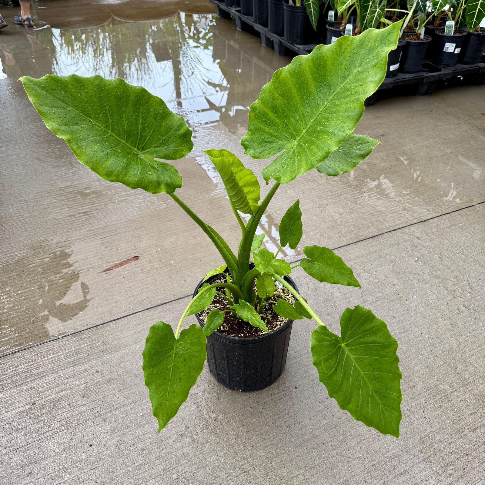 Alocasia 'California' (Alocasia gageana 'California') - 10" Pot