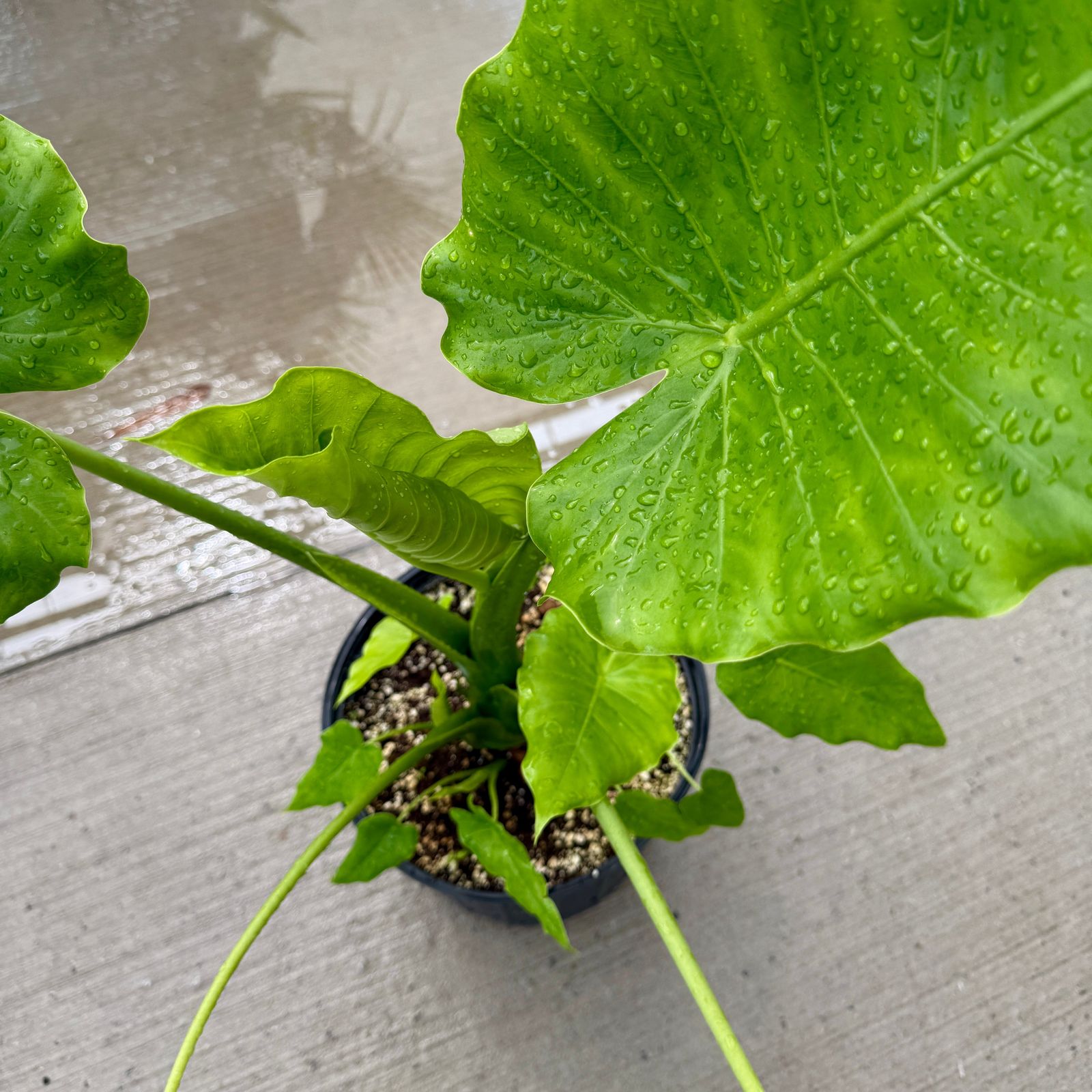 Alocasia 'California' (Alocasia gageana 'California') - 10" Pot