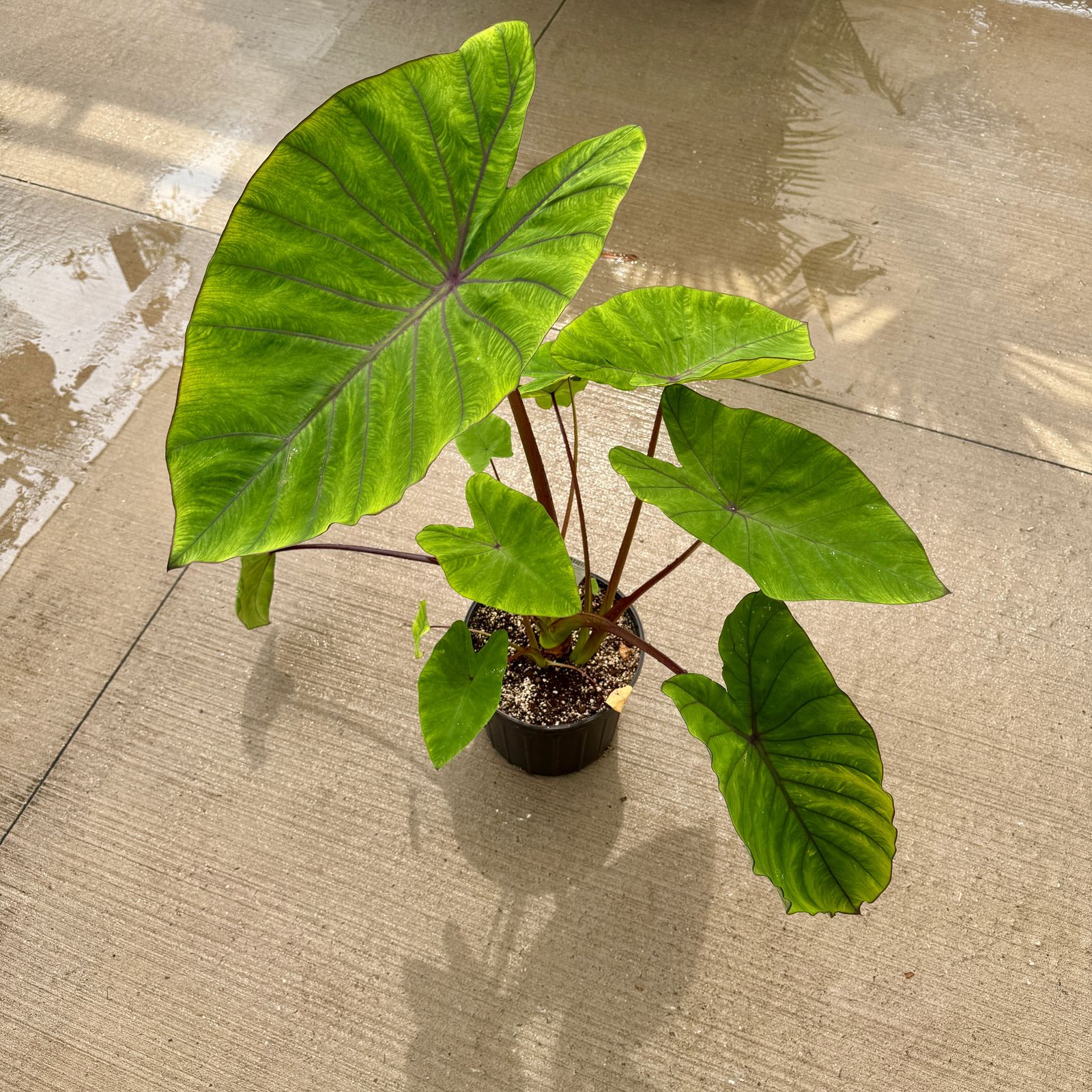 Colocasia esculenta 'Diamond Head' (Taro 'Royal Hawaiian Diamond Head) - 10" pot