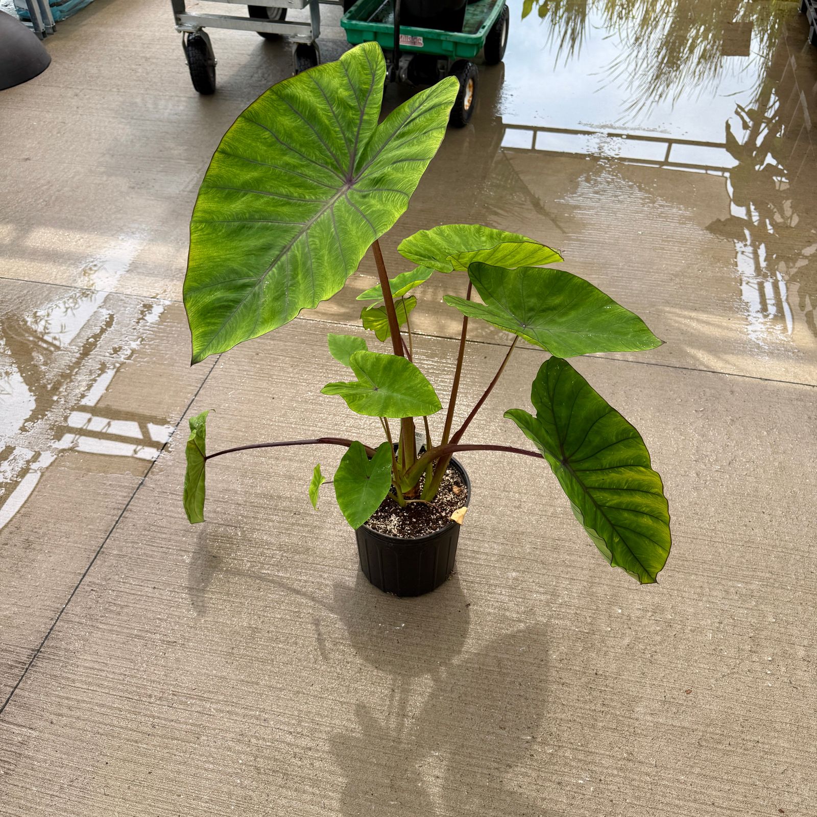 Colocasia esculenta 'Diamond Head' (Taro 'Royal Hawaiian Diamond Head) - 10" pot