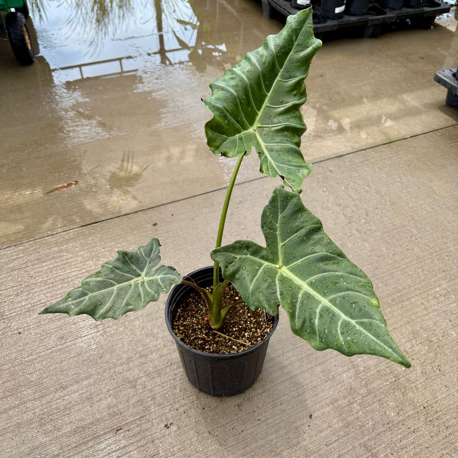 Alocasia 'Mayan Mask' (Alocasia x masquerade 'Mayan Mask') - 10" Pot