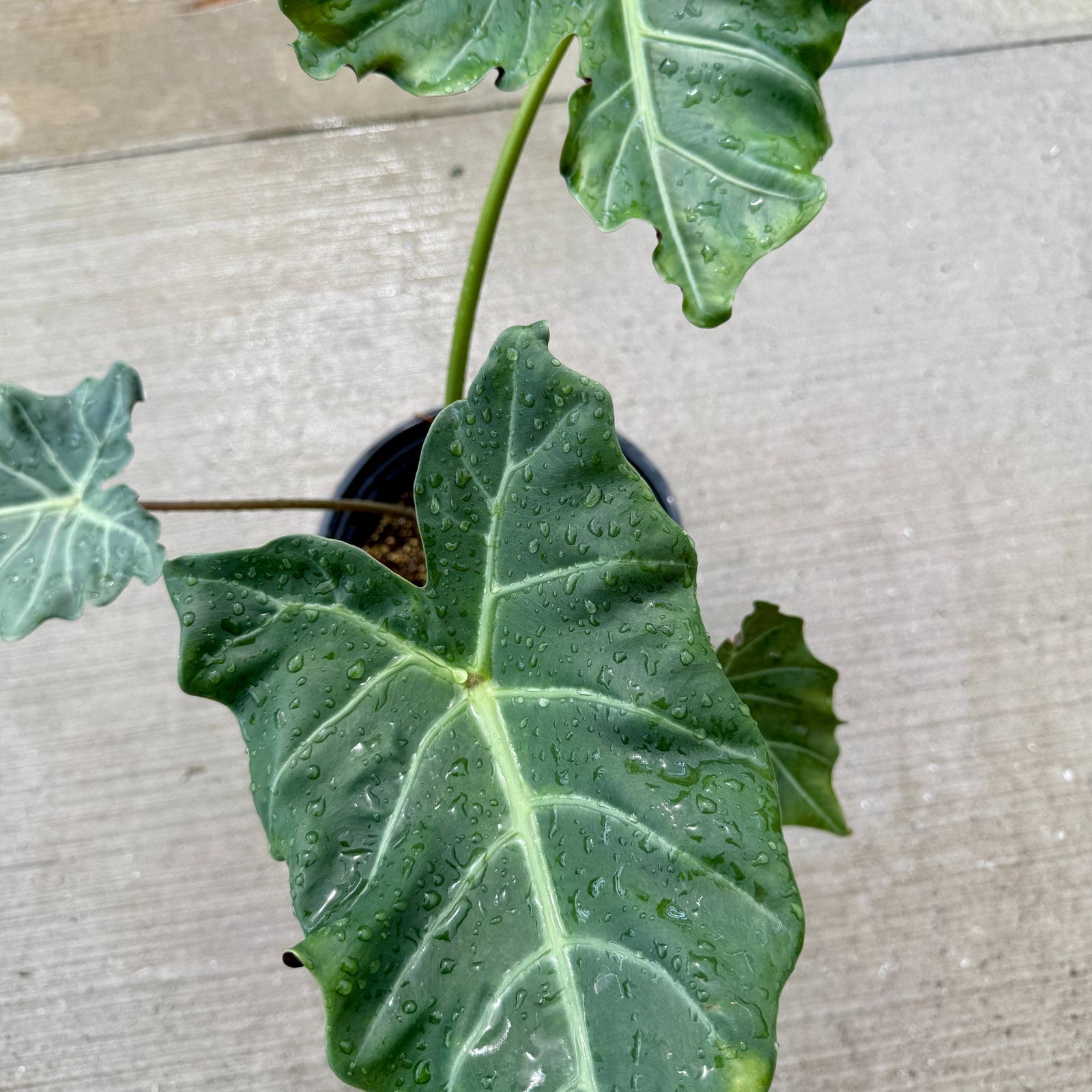Alocasia 'Mayan Mask' (Alocasia x masquerade 'Mayan Mask') - 10" Pot
