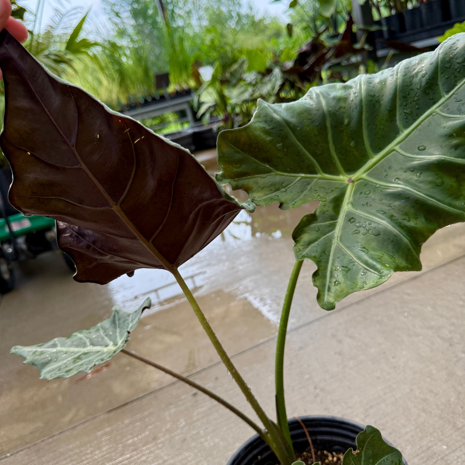 Alocasia 'Mayan Mask' (Alocasia x masquerade 'Mayan Mask') - 10" Pot