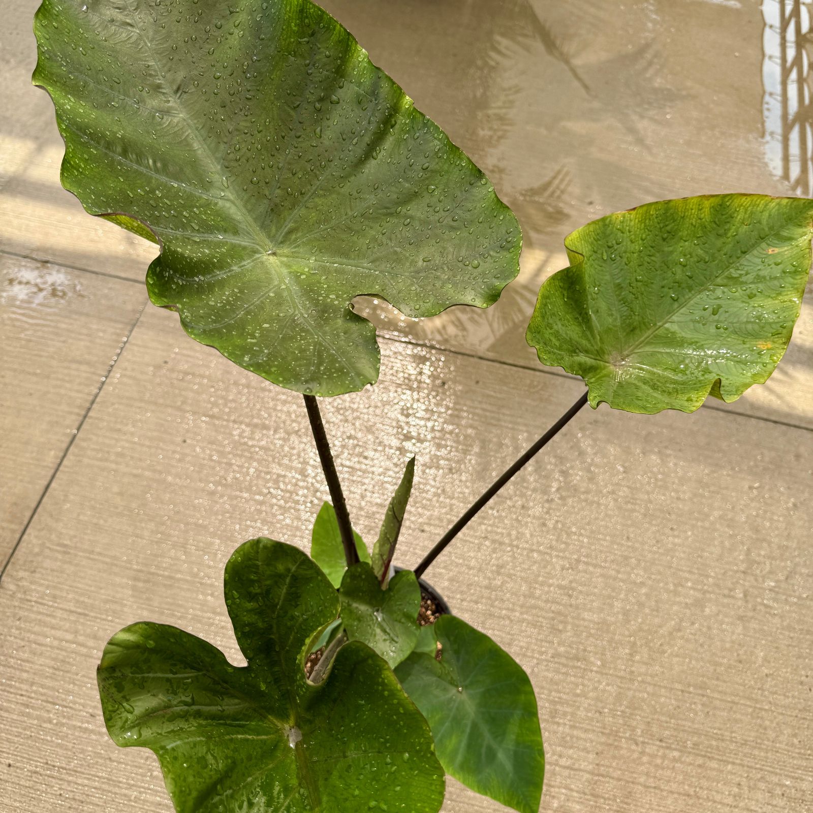 Colocasia 'Royal Hawaiian Tea Cup' (Colocasia esculenta 'Royal Hawaiian Tea Cup') - 10" Pot