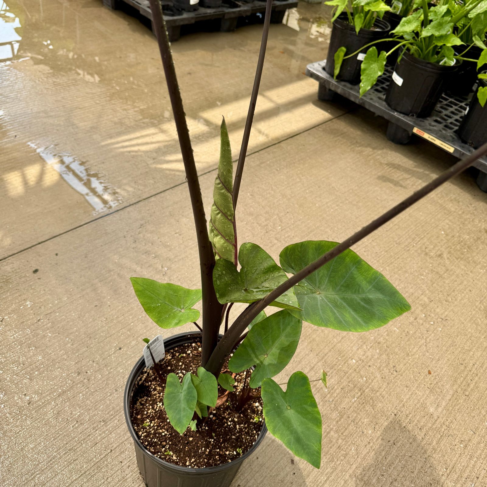 Colocasia 'Royal Hawaiian Tea Cup' (Colocasia esculenta 'Royal Hawaiian Tea Cup') - 10" Pot
