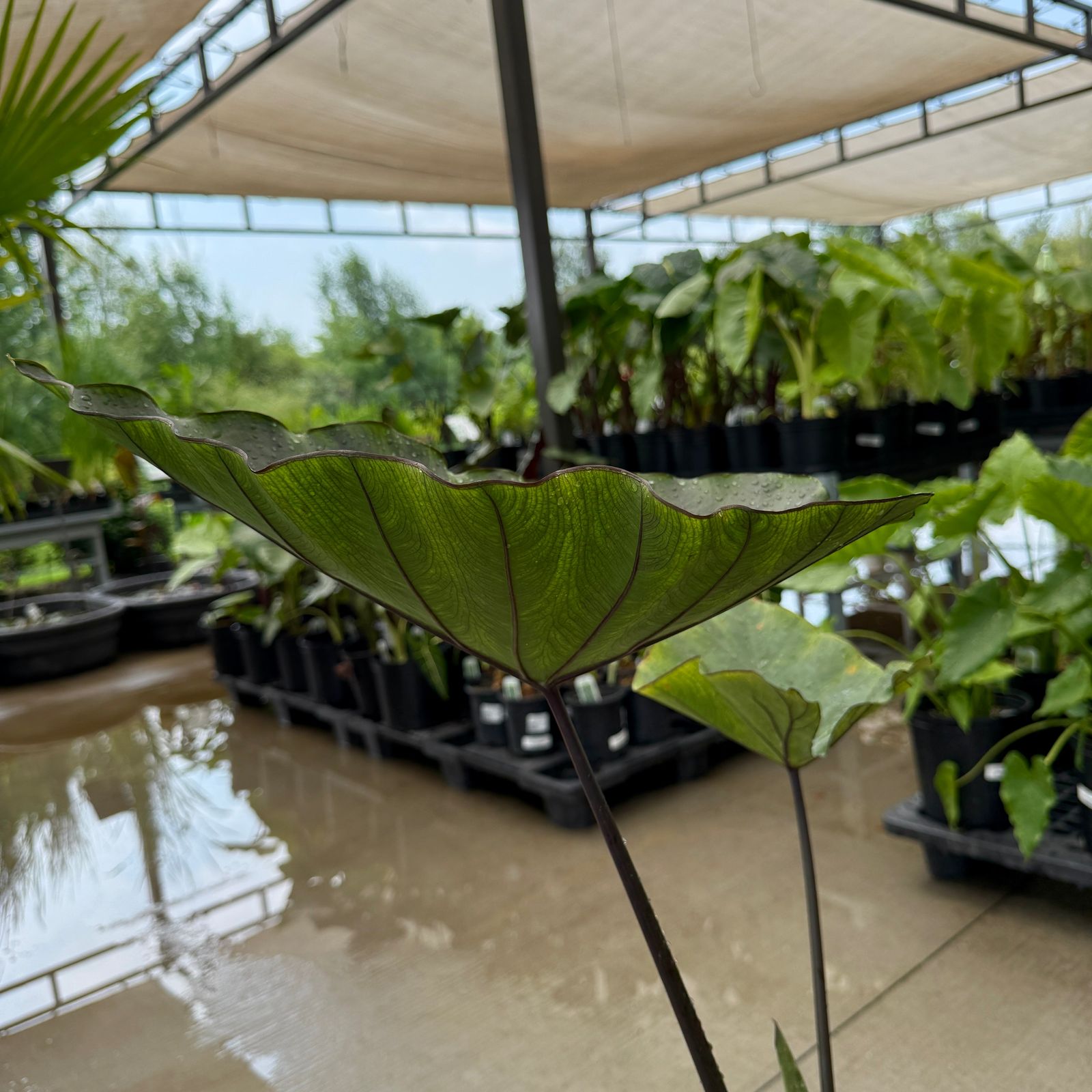 Colocasia 'Royal Hawaiian Tea Cup' (Colocasia esculenta 'Royal Hawaiian Tea Cup') - 10" Pot