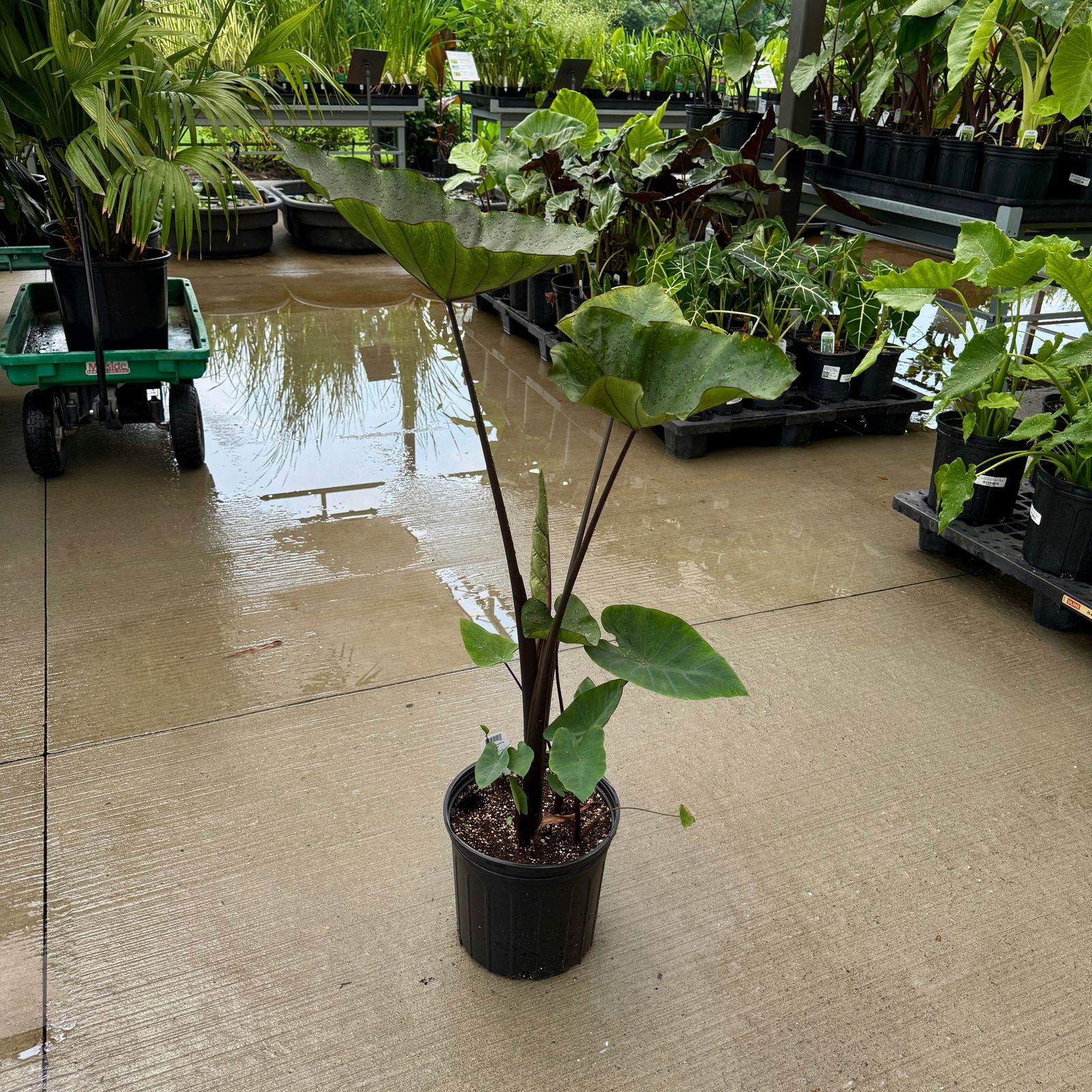 Colocasia 'Royal Hawaiian Tea Cup' (Colocasia esculenta 'Royal Hawaiian Tea Cup') - 10" Pot