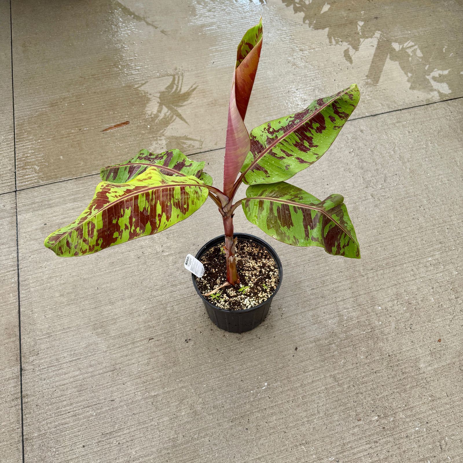 Musa 'Mystik' (Musa acuminata var. sumatrana 'Mystik') - 10" Pot