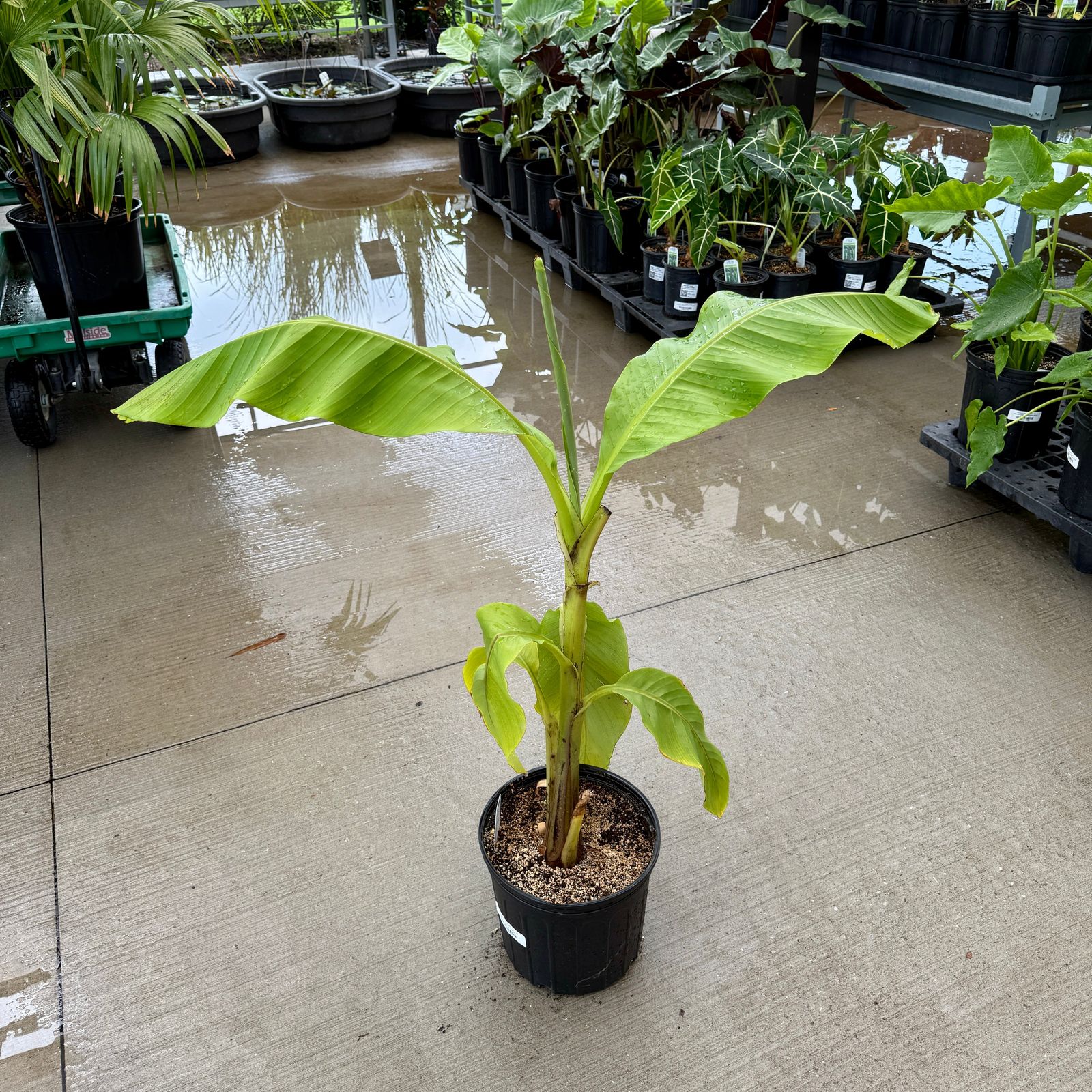 Hardy Banana Plant (Musa basjoo) - 12" Pot