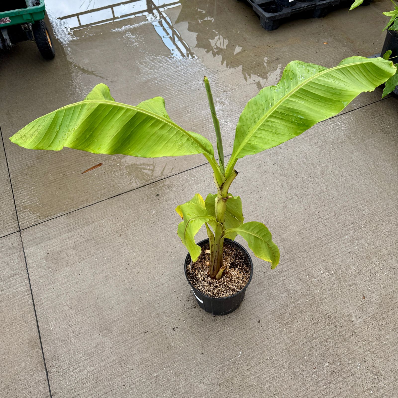 Hardy Banana Plant (Musa basjoo) - 12" Pot