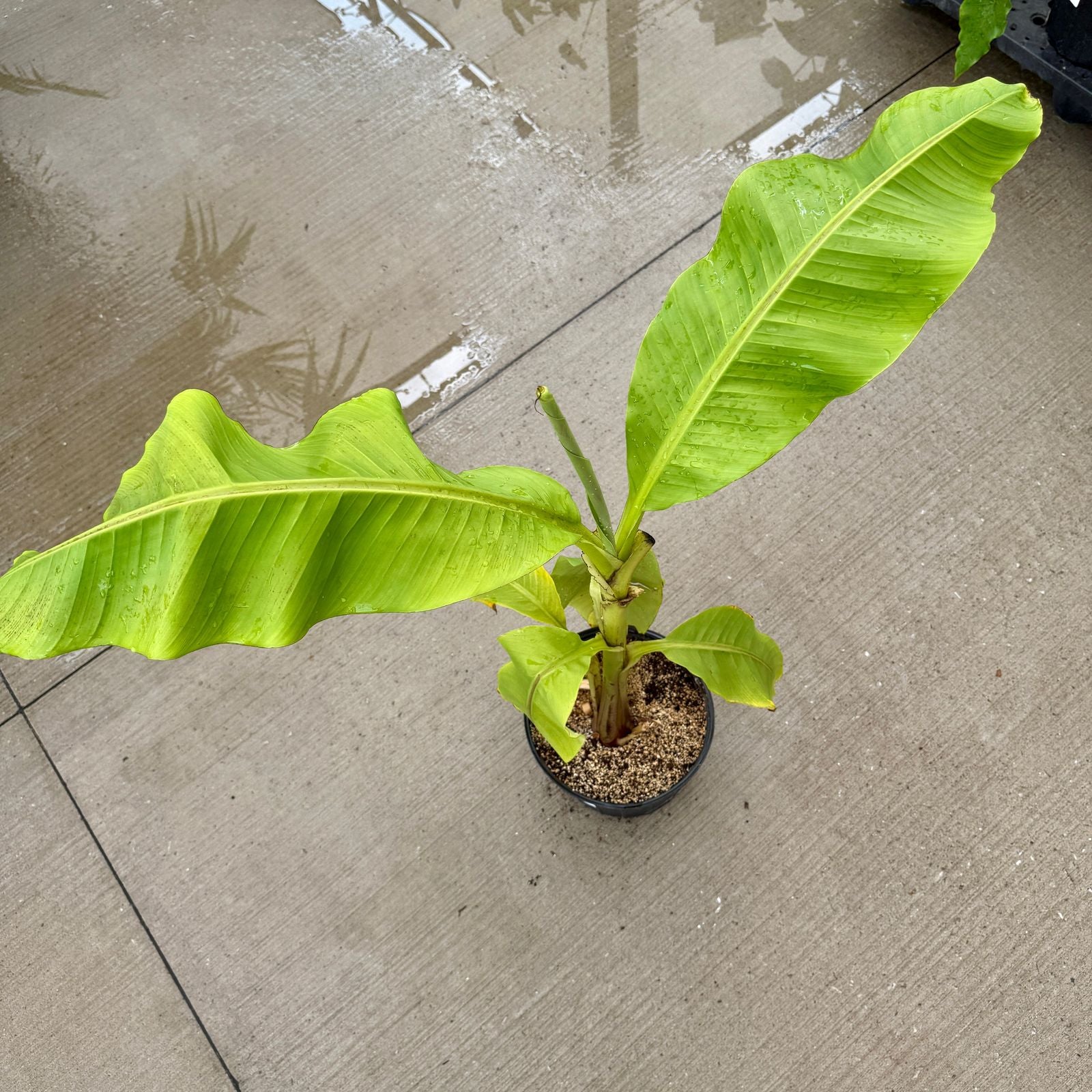 Hardy Banana Plant (Musa basjoo) - 12" Pot