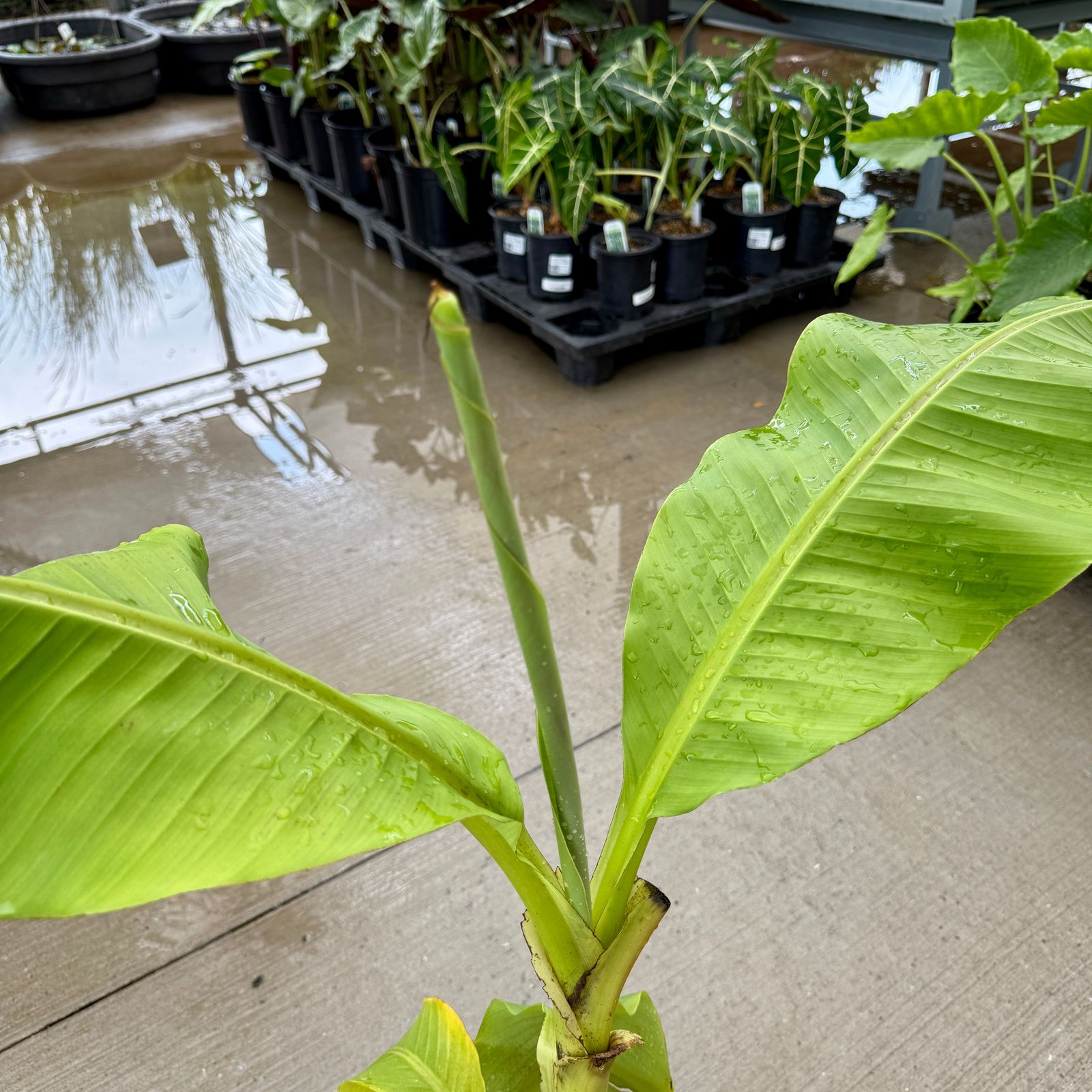 Hardy Banana Plant (Musa basjoo) - 12" Pot