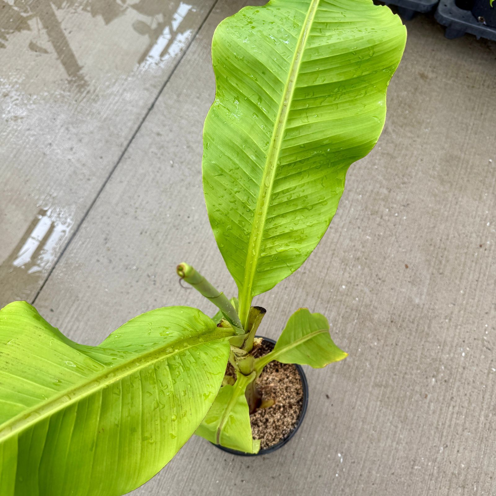 Hardy Banana Plant (Musa basjoo) - 12" Pot
