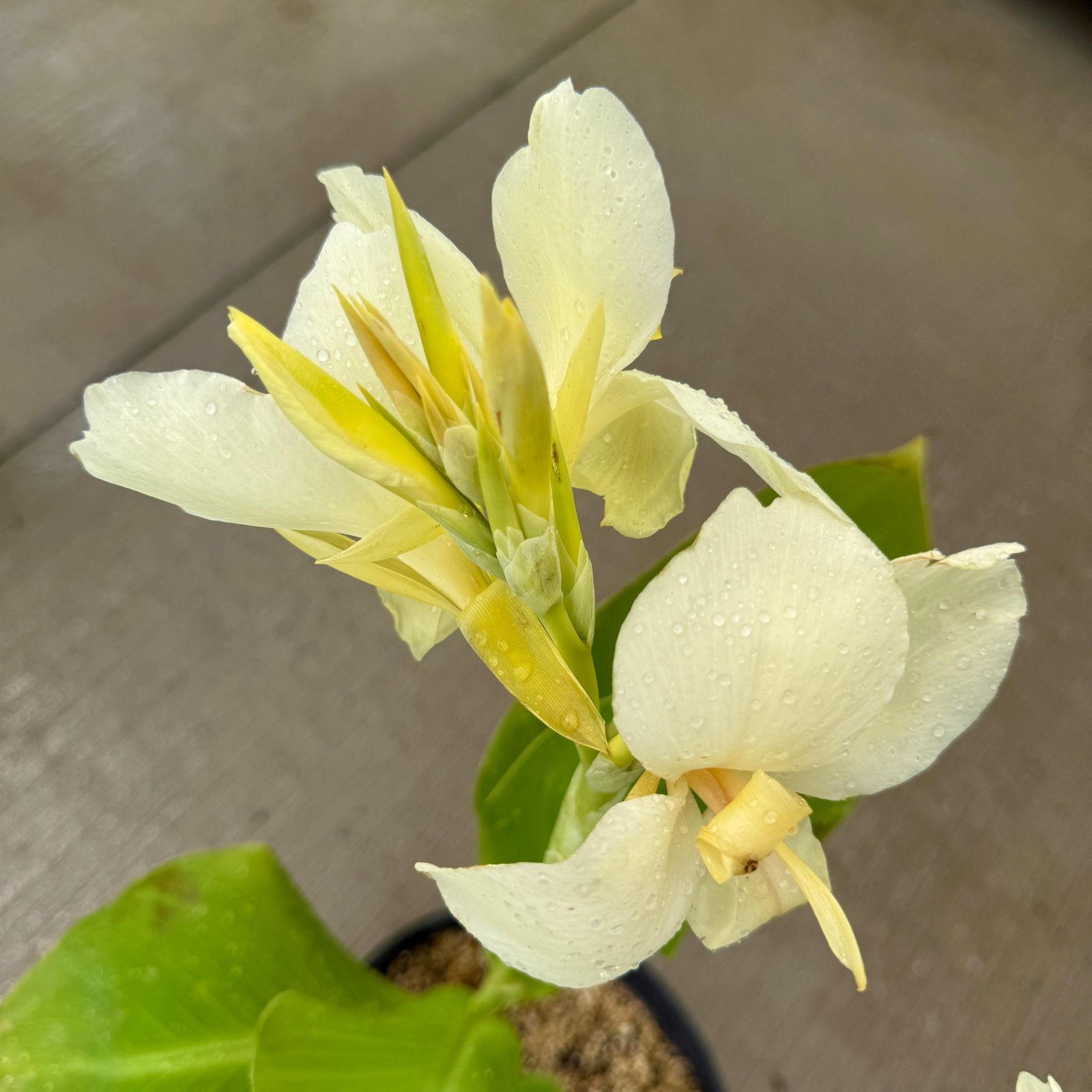 Canna 'Alaska' (Canna x 'Alaska') - 10" Pot