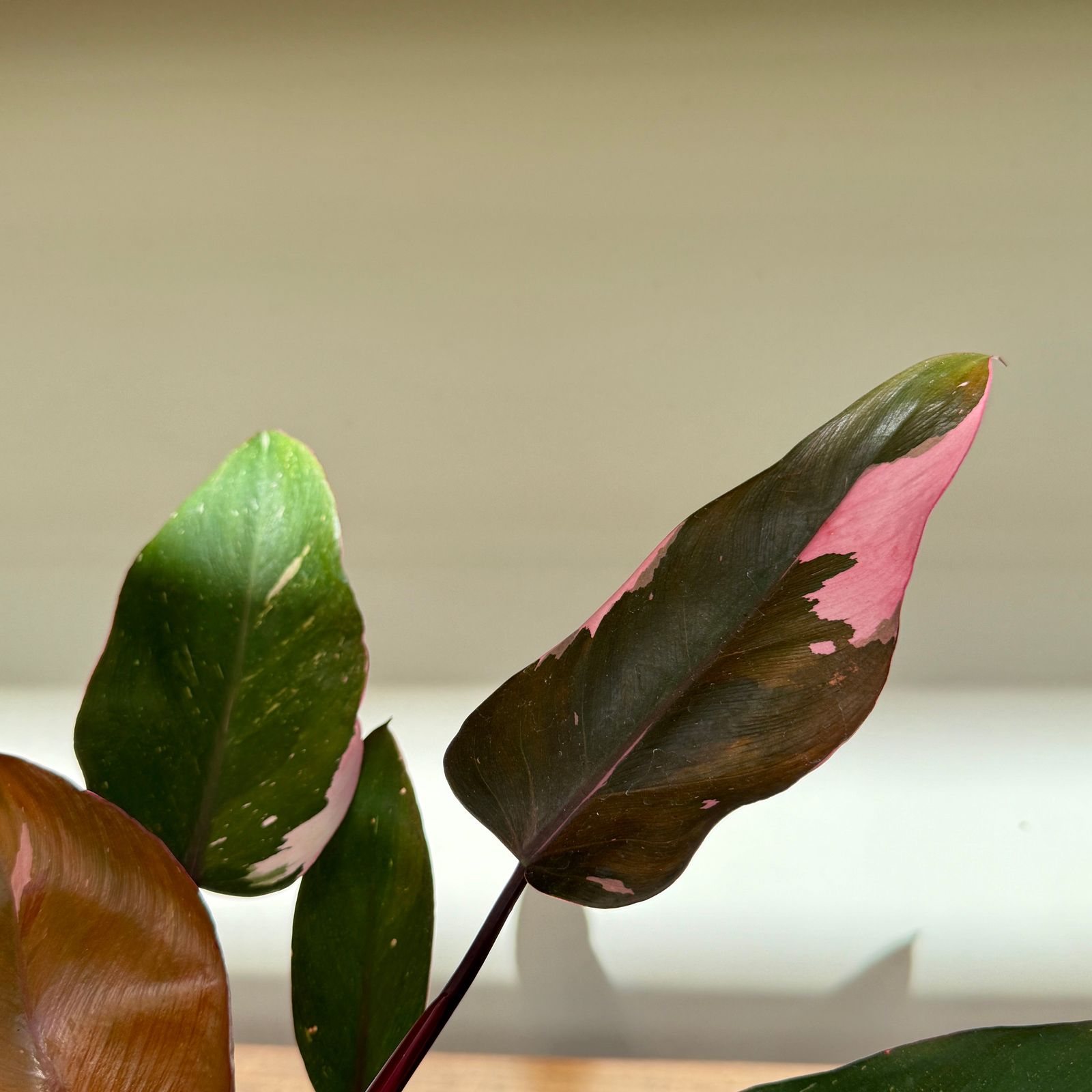 Philodendron ‘Pink Princess’ (Philodendron erubescens ‘Pink Princess’) – 4" Pot