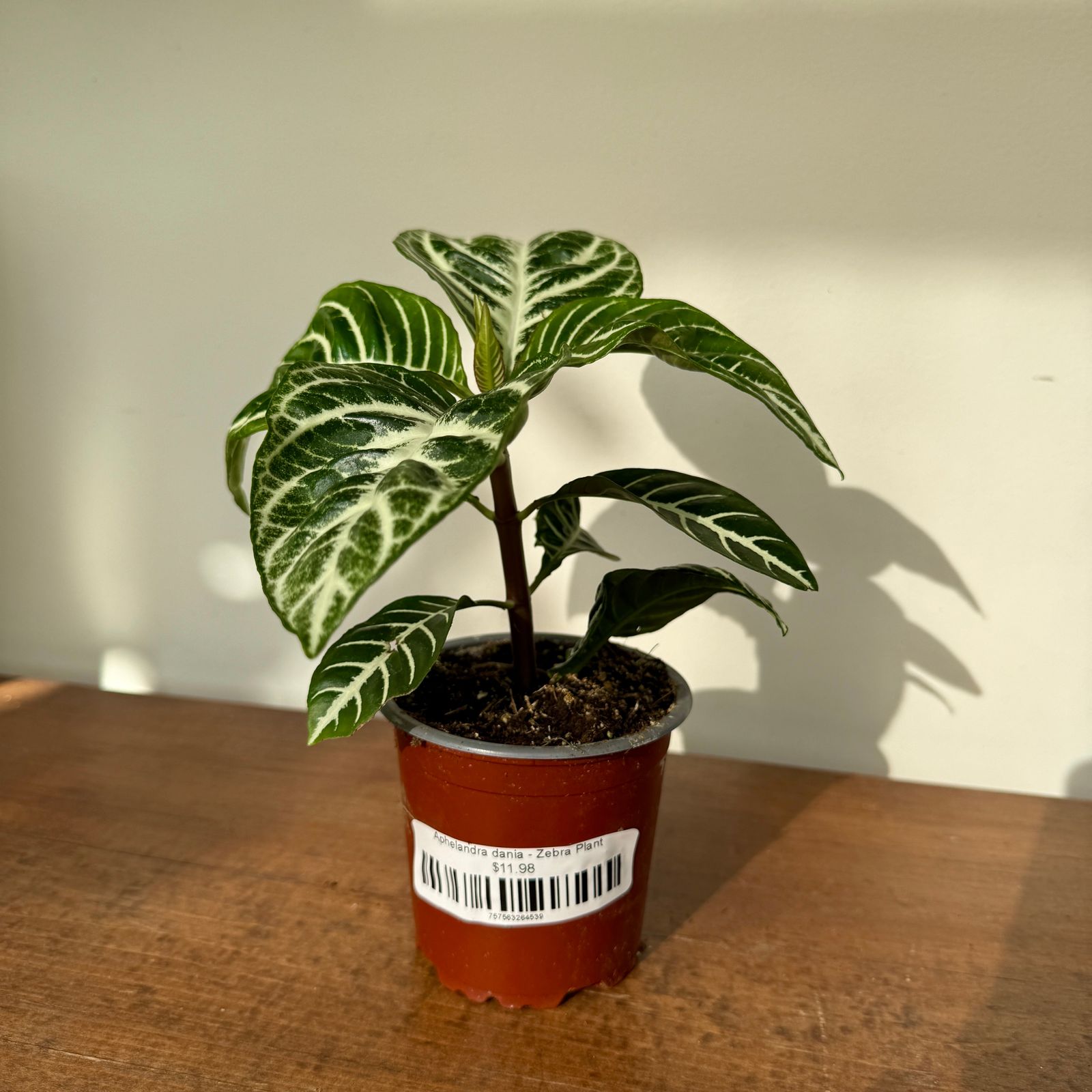 Zebra Plant (Aphelandra dania) - 4" Pot