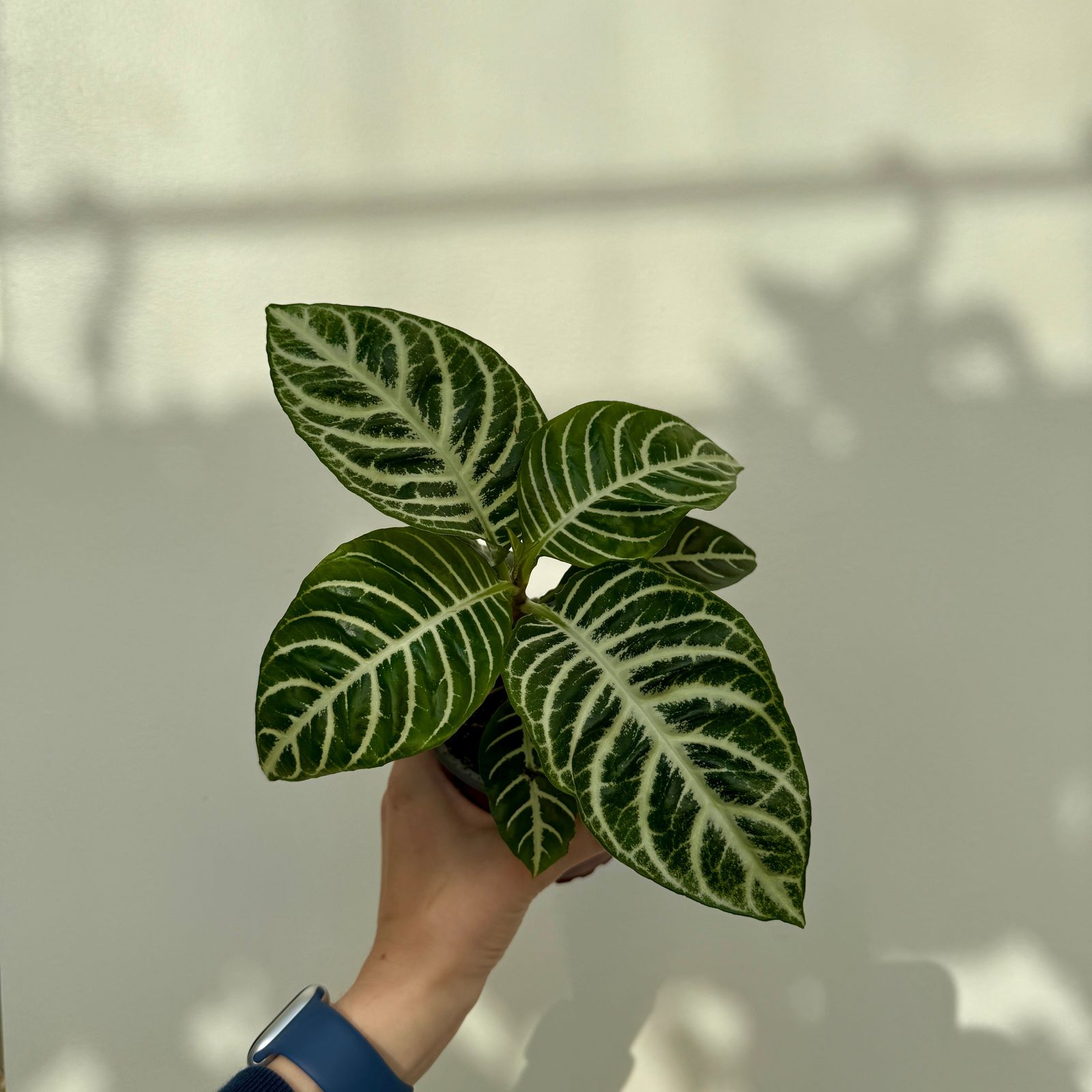 Zebra Plant (Aphelandra dania) - 4" Pot