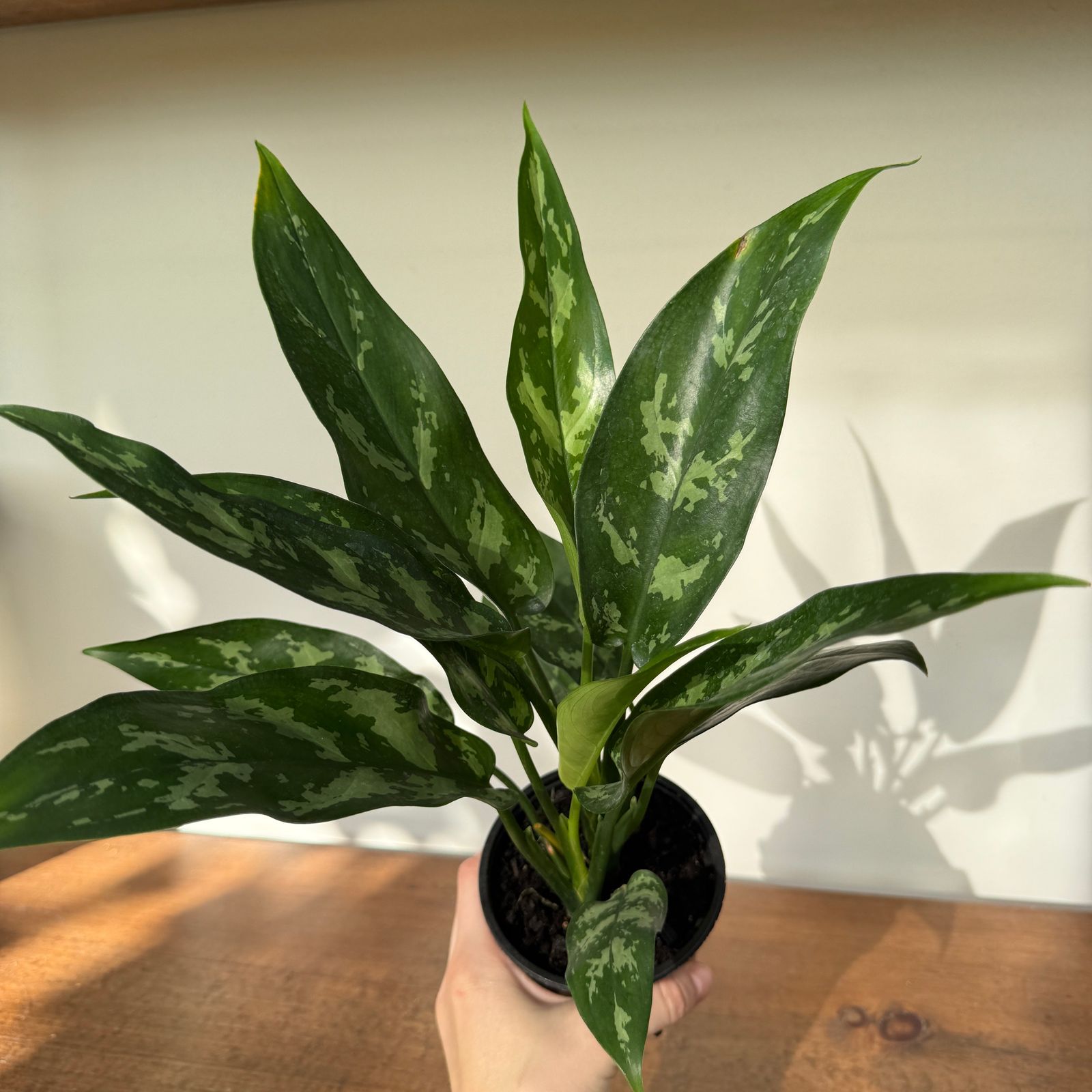 Chinese Evergreen 'Maria' (Aglaonema Maria) - 4" pot