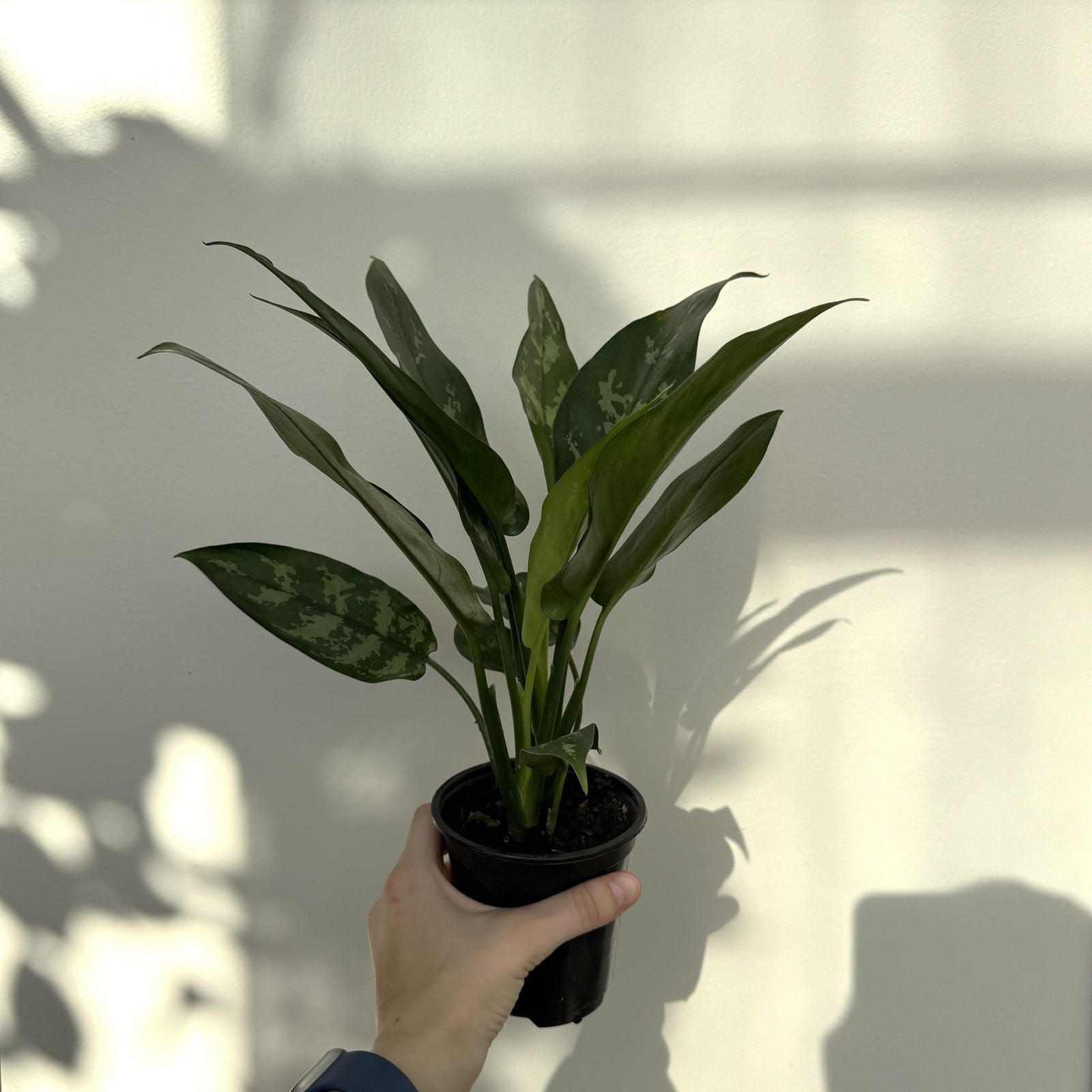 Chinese Evergreen 'Maria' (Aglaonema Maria) - 4" pot