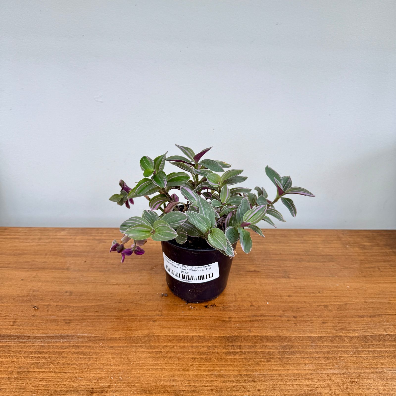 Bubblegum Inch Plant (Tradescantia blossfeldiana 'Feelin Flirty') - 4" Pot