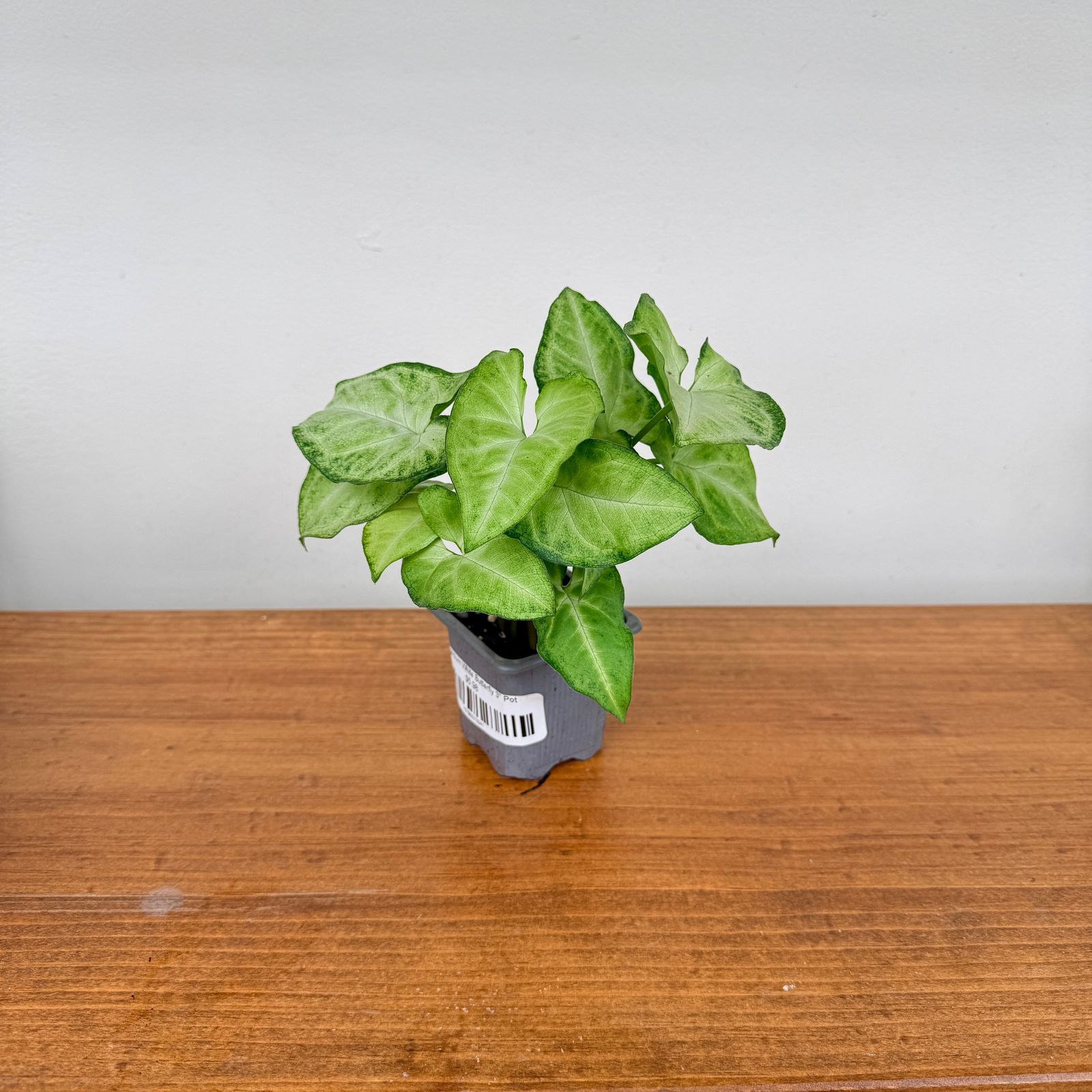 Syngonium ‘White Butterfly’ (Syngonium podophyllum ‘White Butterfly’) – 3" Pot