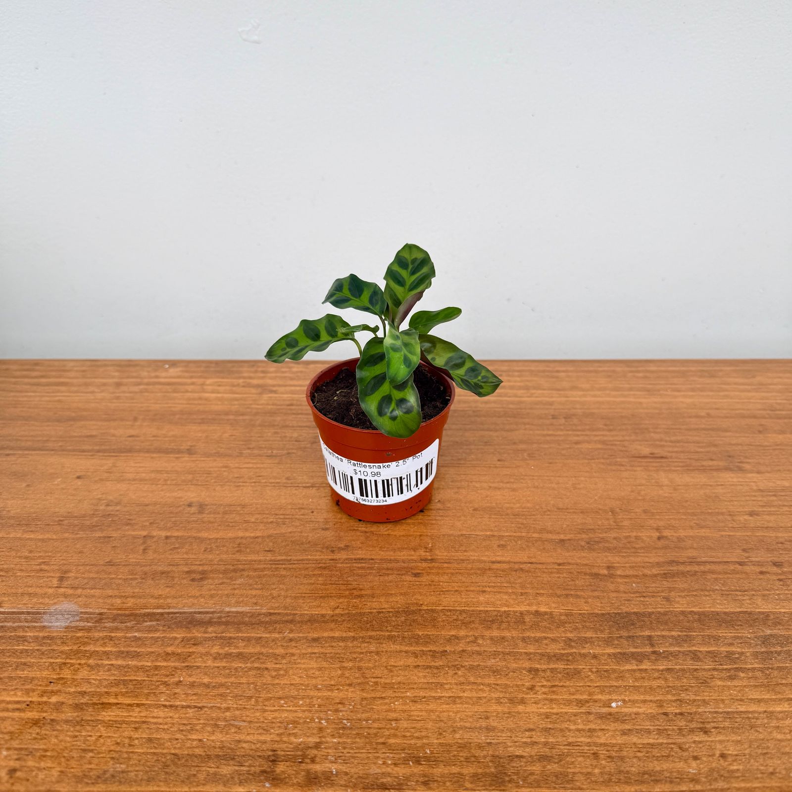Calathea ‘Rattlesnake’ (Calathea lancifolia) – 2.5" Pot