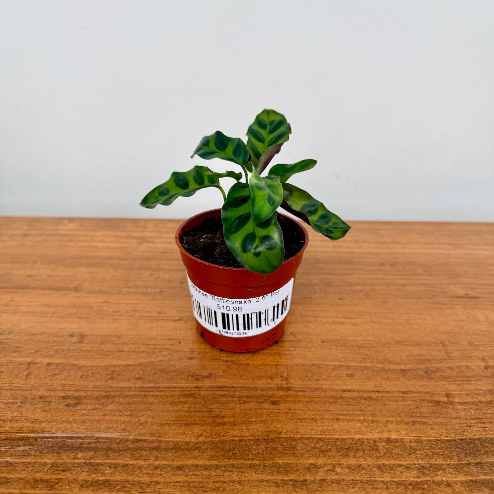 Calathea ‘Rattlesnake’ (Calathea lancifolia) – 2.5" Pot