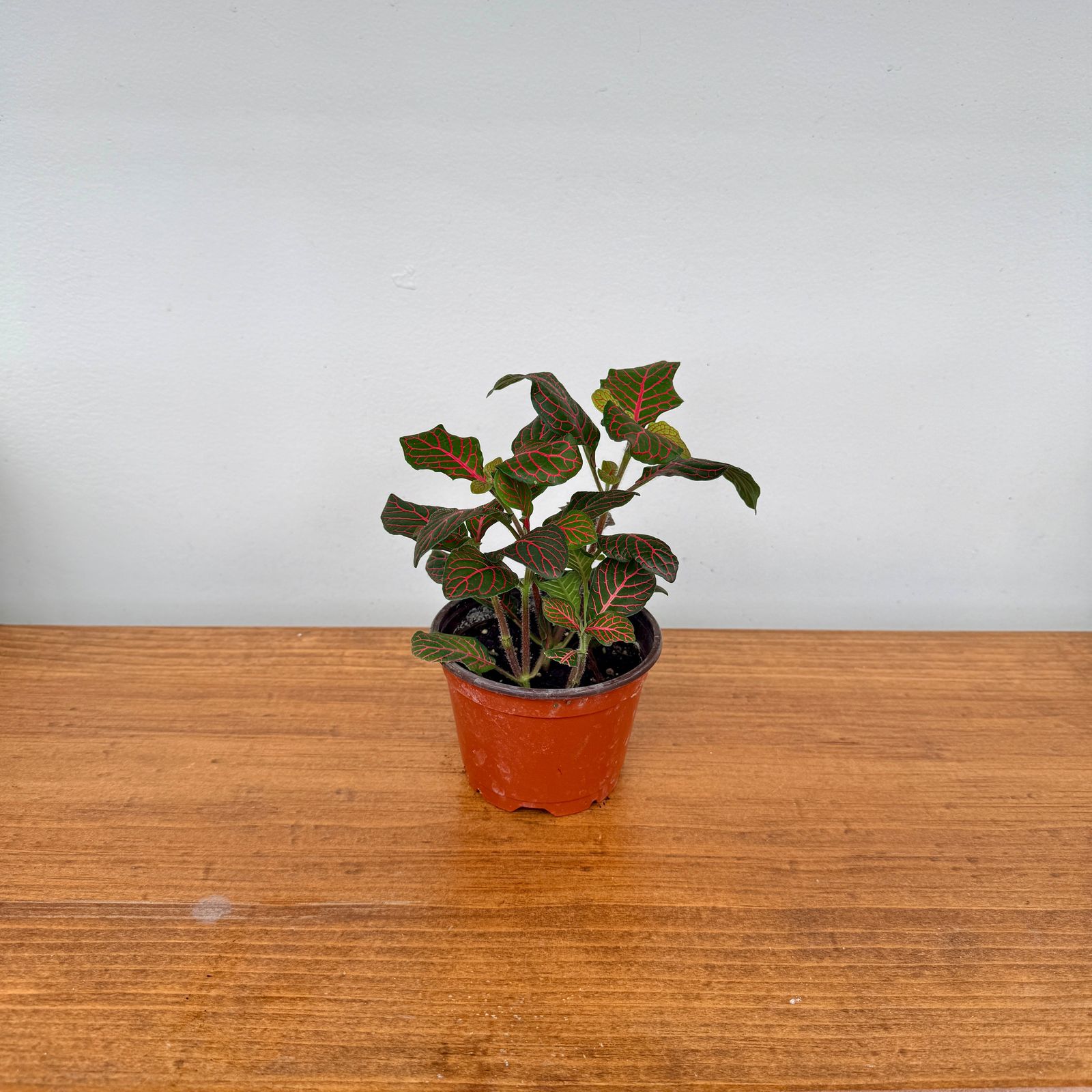 Fittonia ‘Nerve Plant’ (Fittonia albivenis) – 4" Pot - Red
